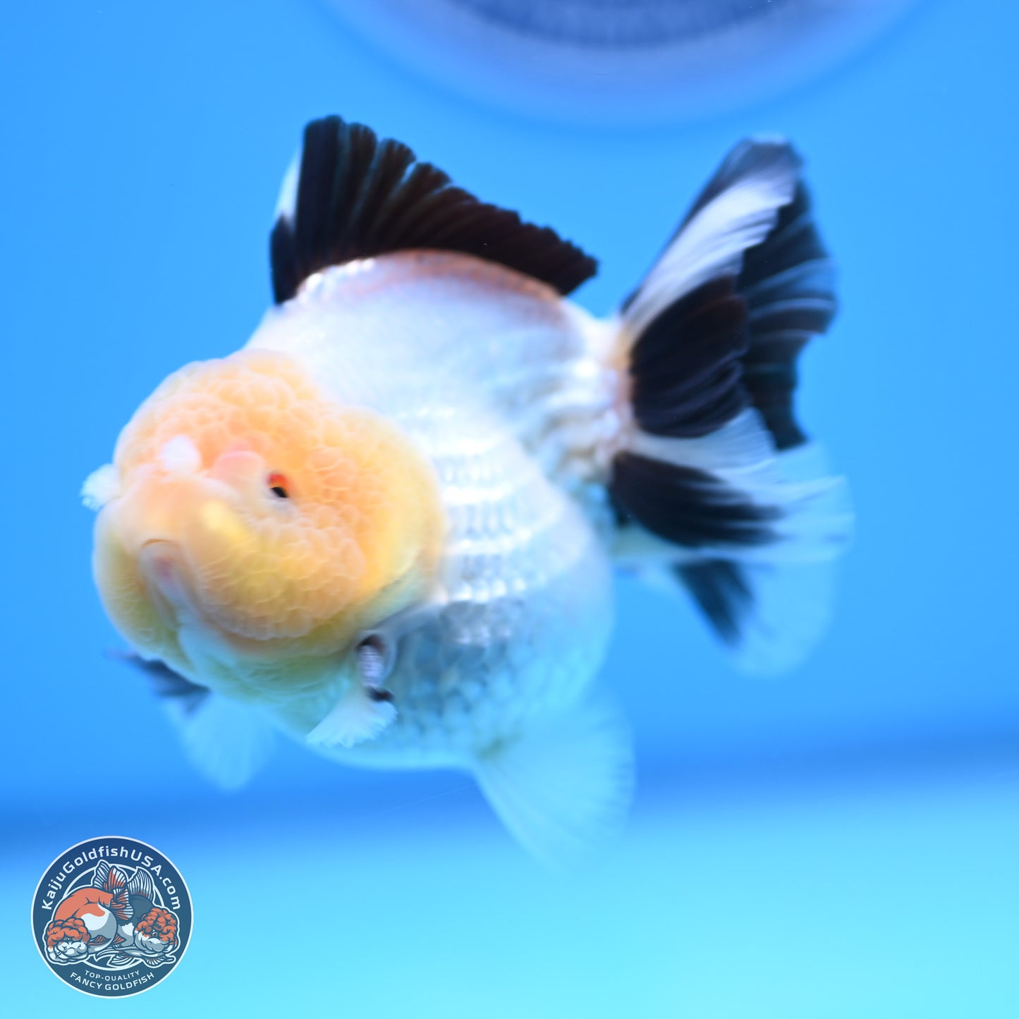 Panda Oranda 3.25 inches Body - Male (241227_OR19) - Kaiju Goldfish USA