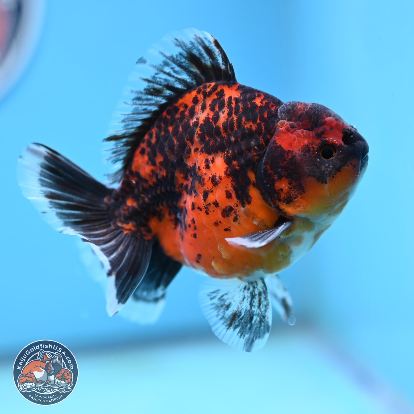 Shogun Red Kirin Oranda 4 inches Body - Male (250131_OR19)