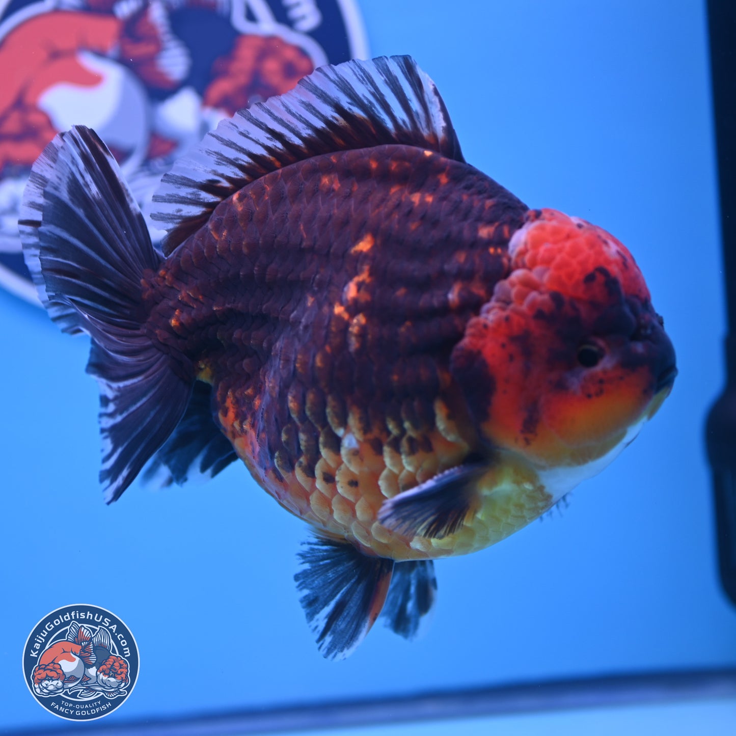 Jumbo Shogun Godzilla Red Kirin Oranda 6-7 inches (241004_OR19) - Kaiju Goldfish USA