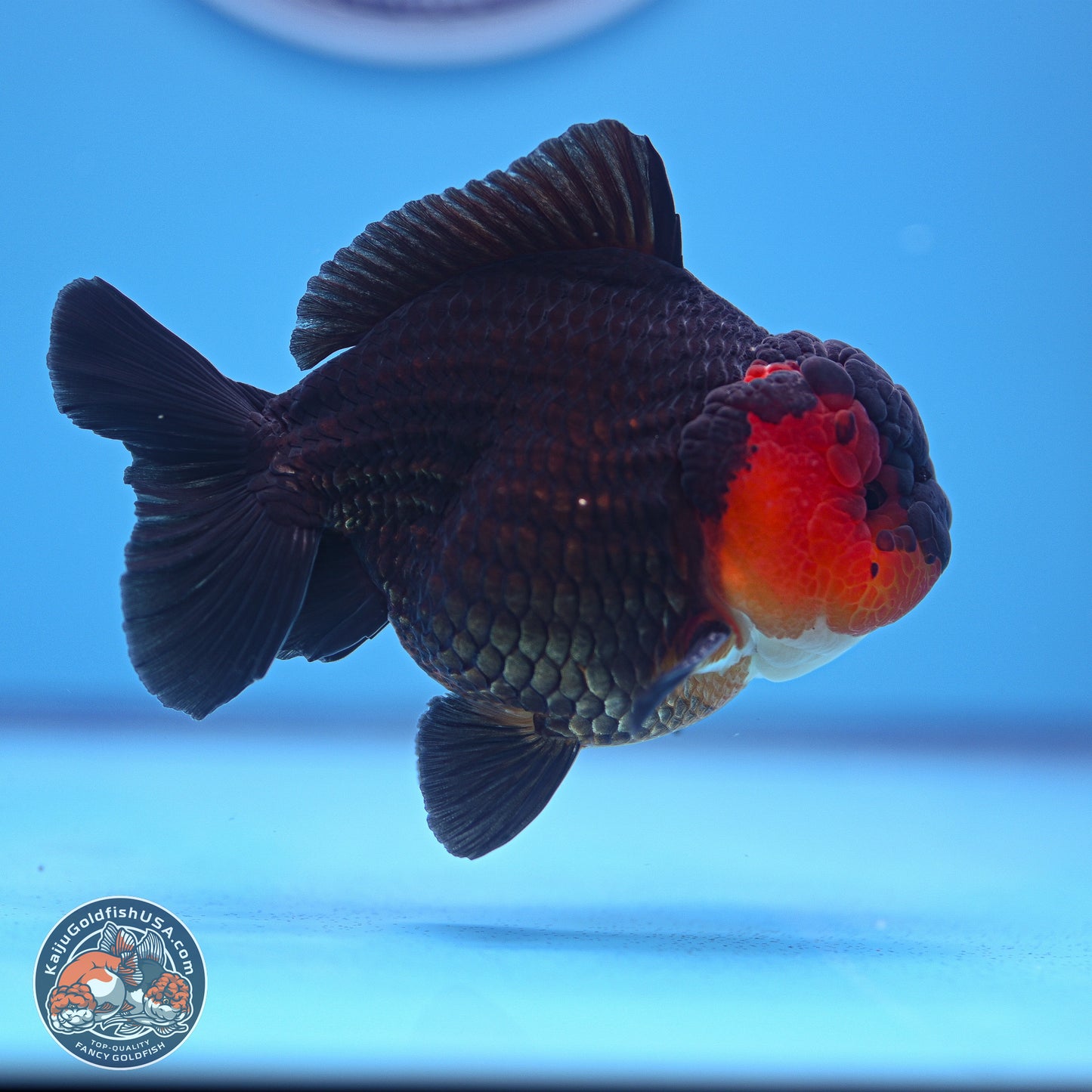 Tricolor Oranda 3.5-4.5 inches (240913_OR19) - Kaiju Goldfish USA