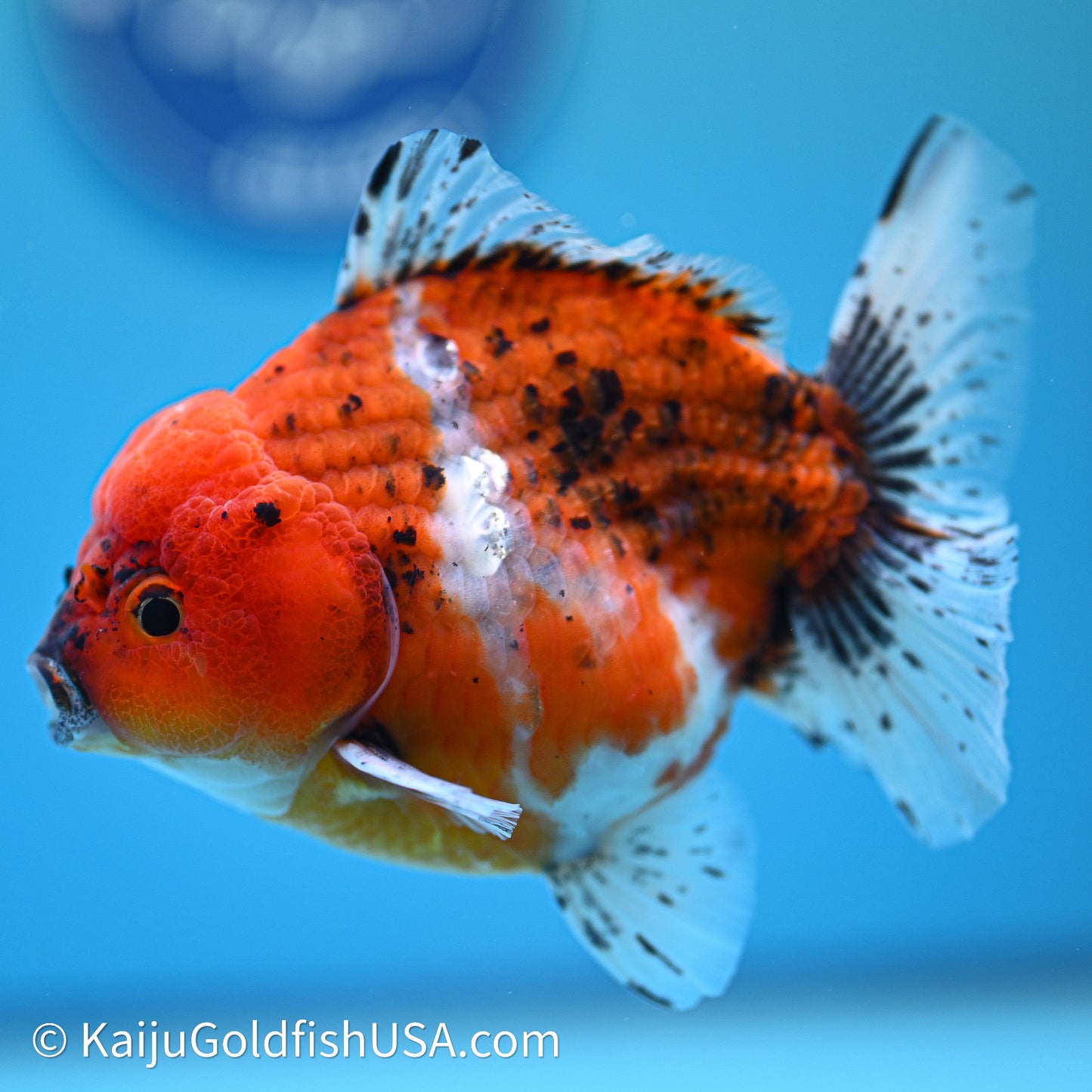 Shogun Godzilla Oranda 4in Body (240614_OR19) - Kaiju Goldfish USA