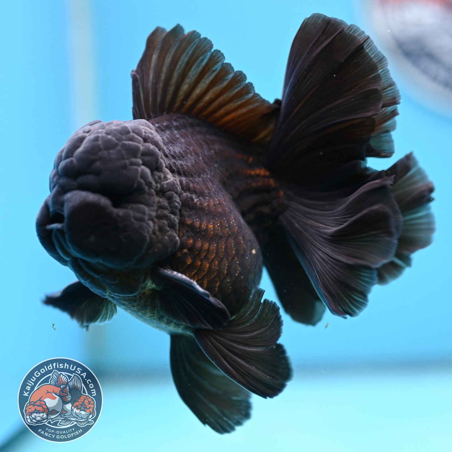 Jet Black Orchid Tail Oranda 4 inches Body - Male (250418_OR19)