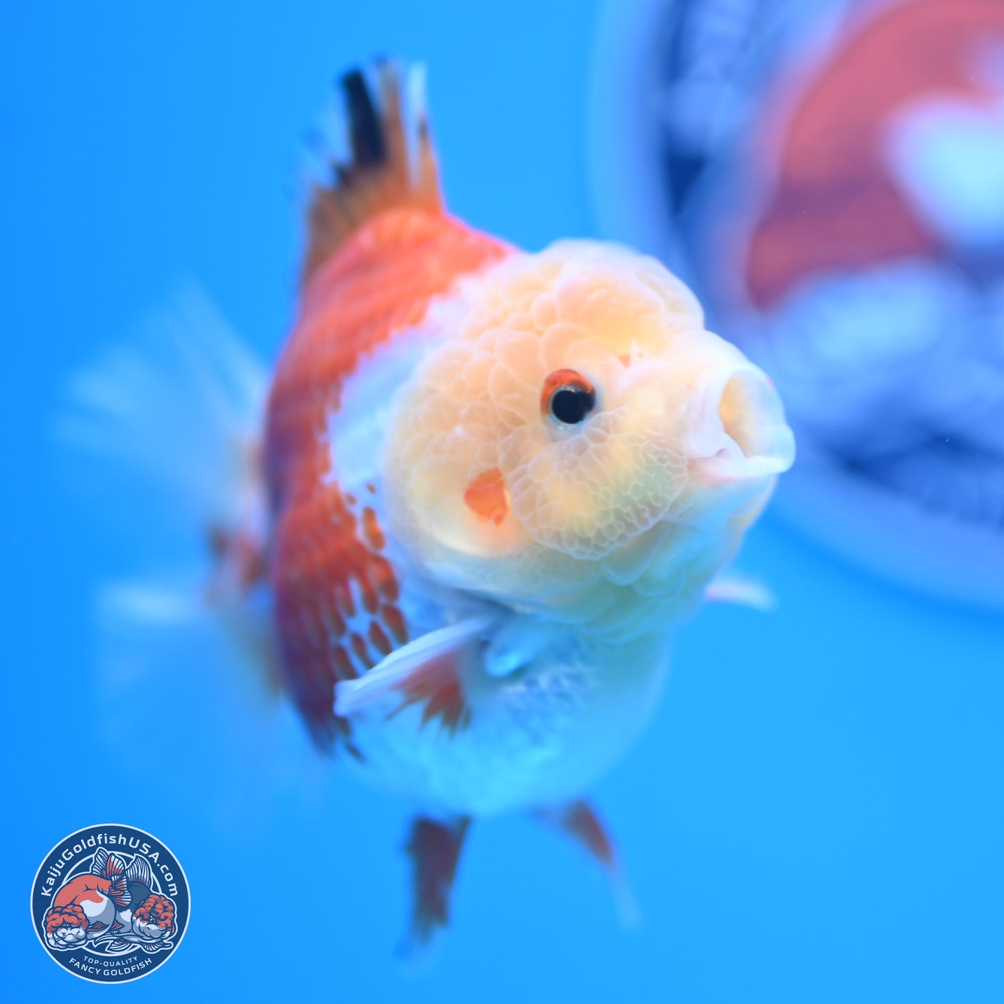 Red White YuanBao Oranda 4 inches (241018_OR19)