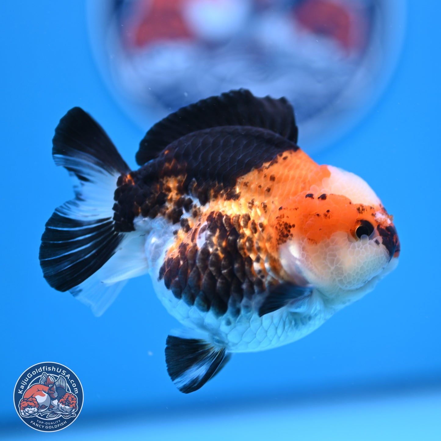 Tricolor Jade Seal YuanBao Oranda 3.5in Body (240816_OR19) - Kaiju Goldfish USA