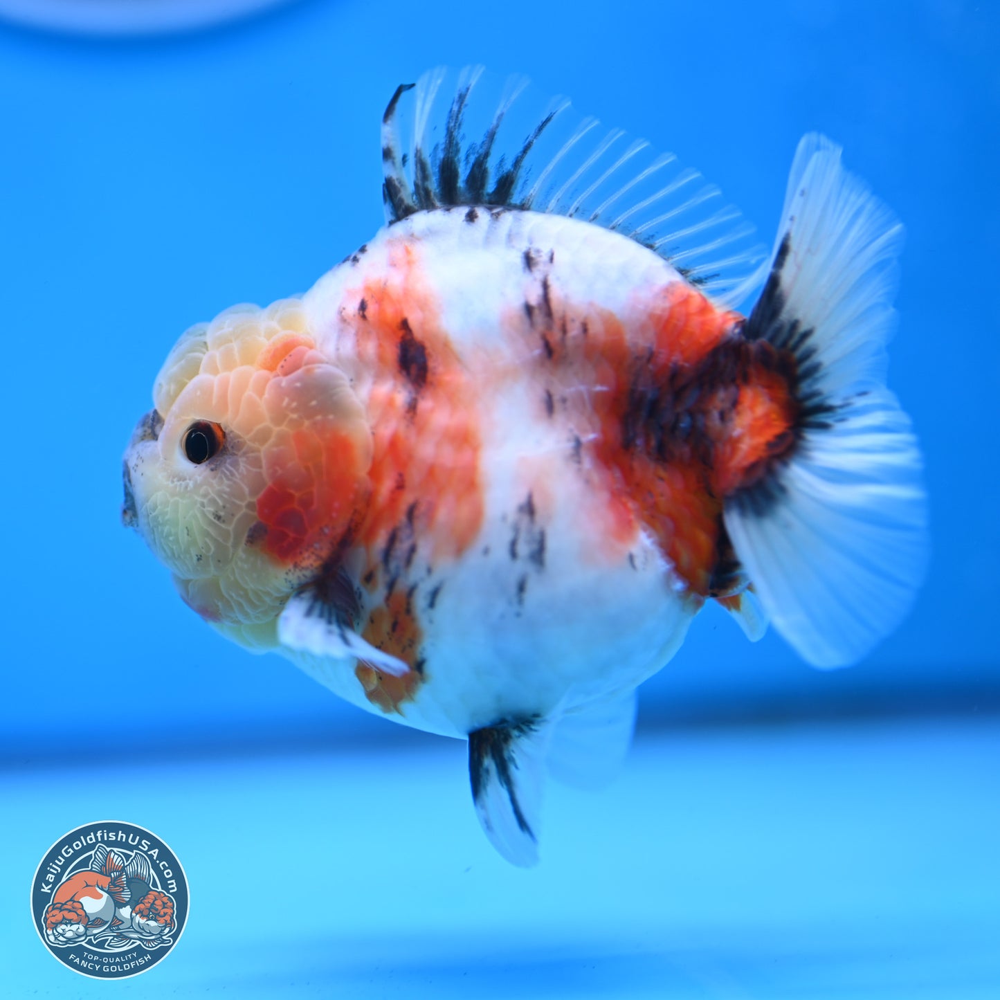 Tricolor Sakura YuanBao Oranda 3 inches Body - Male (250307_OR19)
