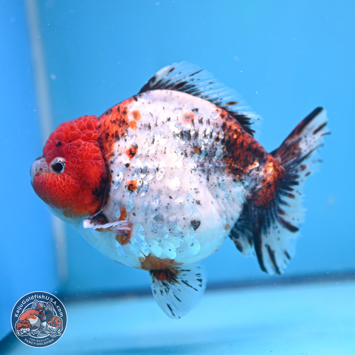 Jumbo Shogun Godzilla Oranda 6.5 inches - Male (241115_OR19) - Kaiju Goldfish USA