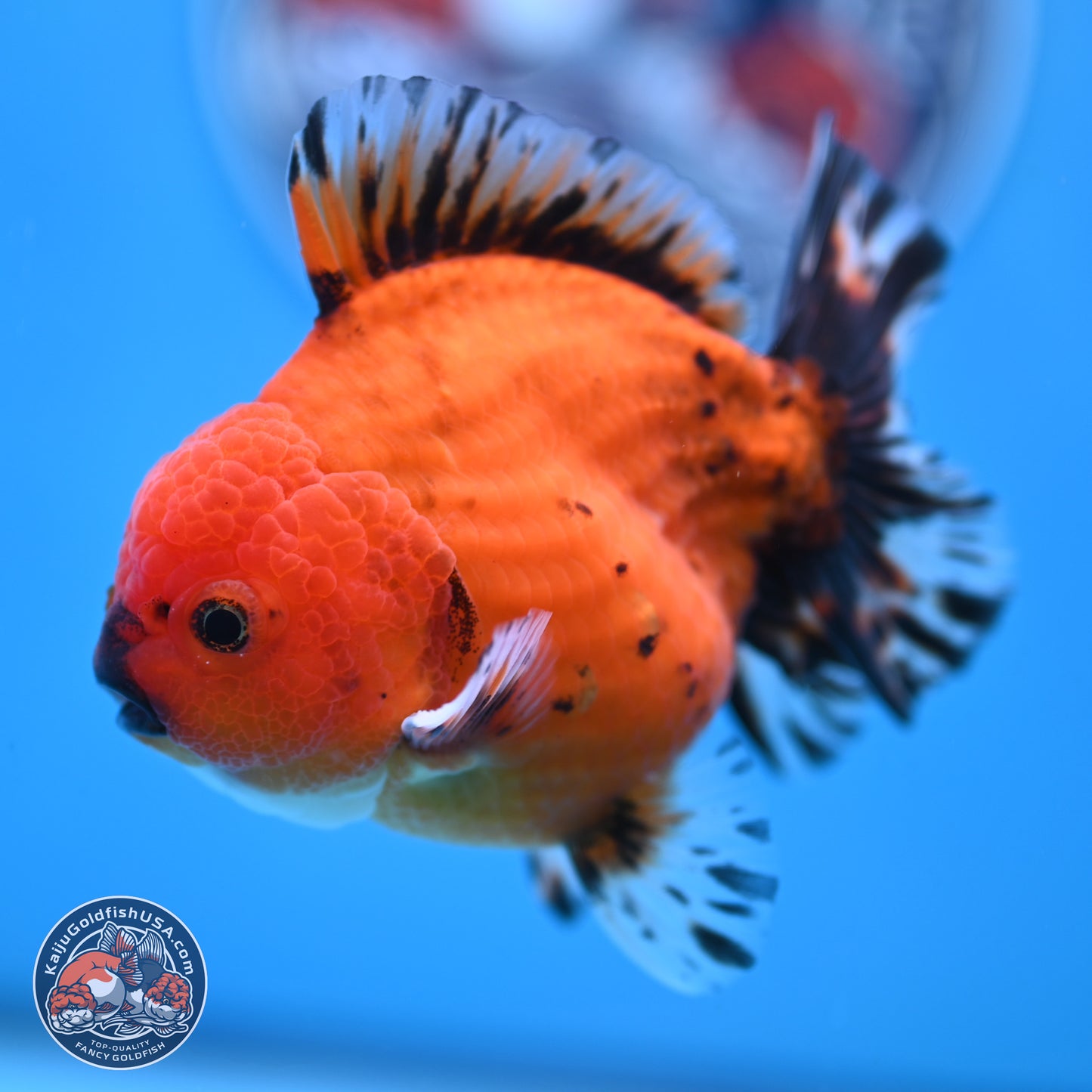 Shogun Tiger Oranda 3.5 inches Body - Male (250207_OR19)