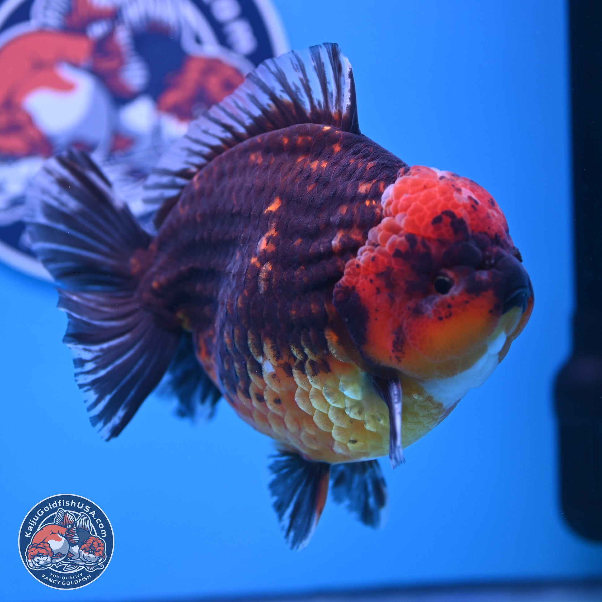 Jumbo Shogun Godzilla Red Kirin Oranda 6-7 inches (241004_OR19) - Kaiju Goldfish USA