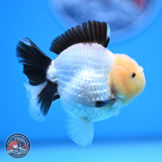 Panda Oranda 3.25 inches Body - Male (241227_OR19) - Kaiju Goldfish USA