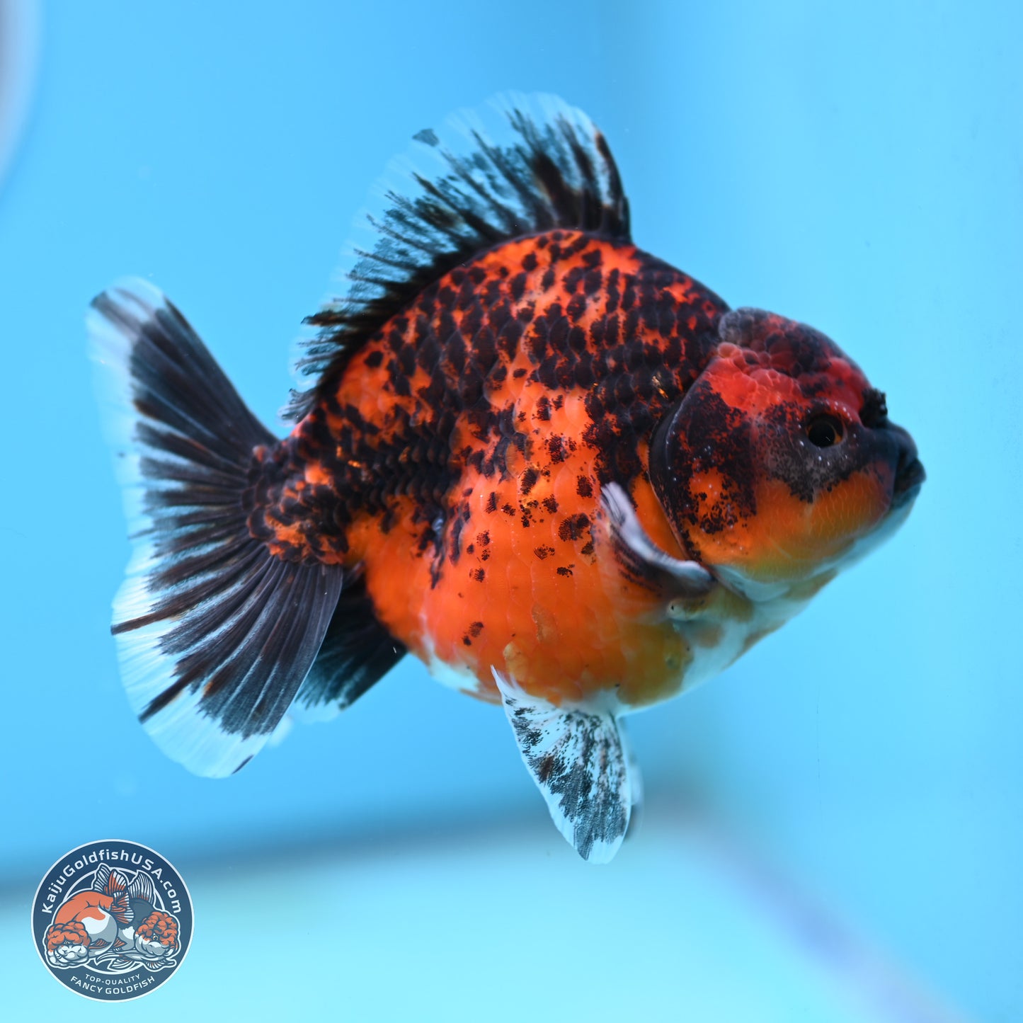 Shogun Red Kirin Oranda 4 inches Body - Male (250131_OR19)