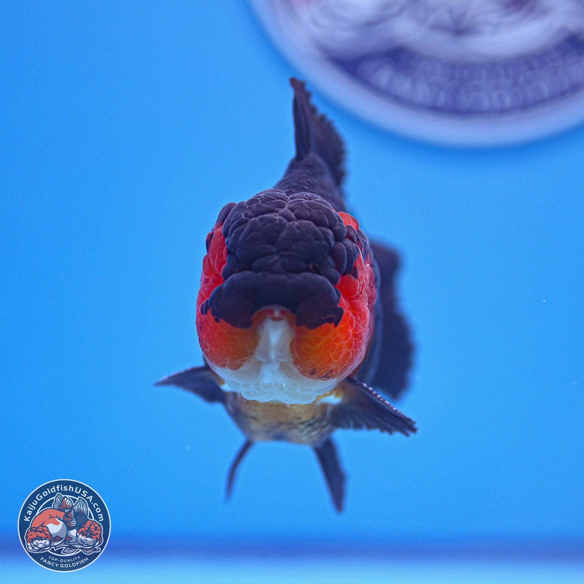 Tricolor Oranda 3.5-4.5 inches (240913_OR19) - Kaiju Goldfish USA