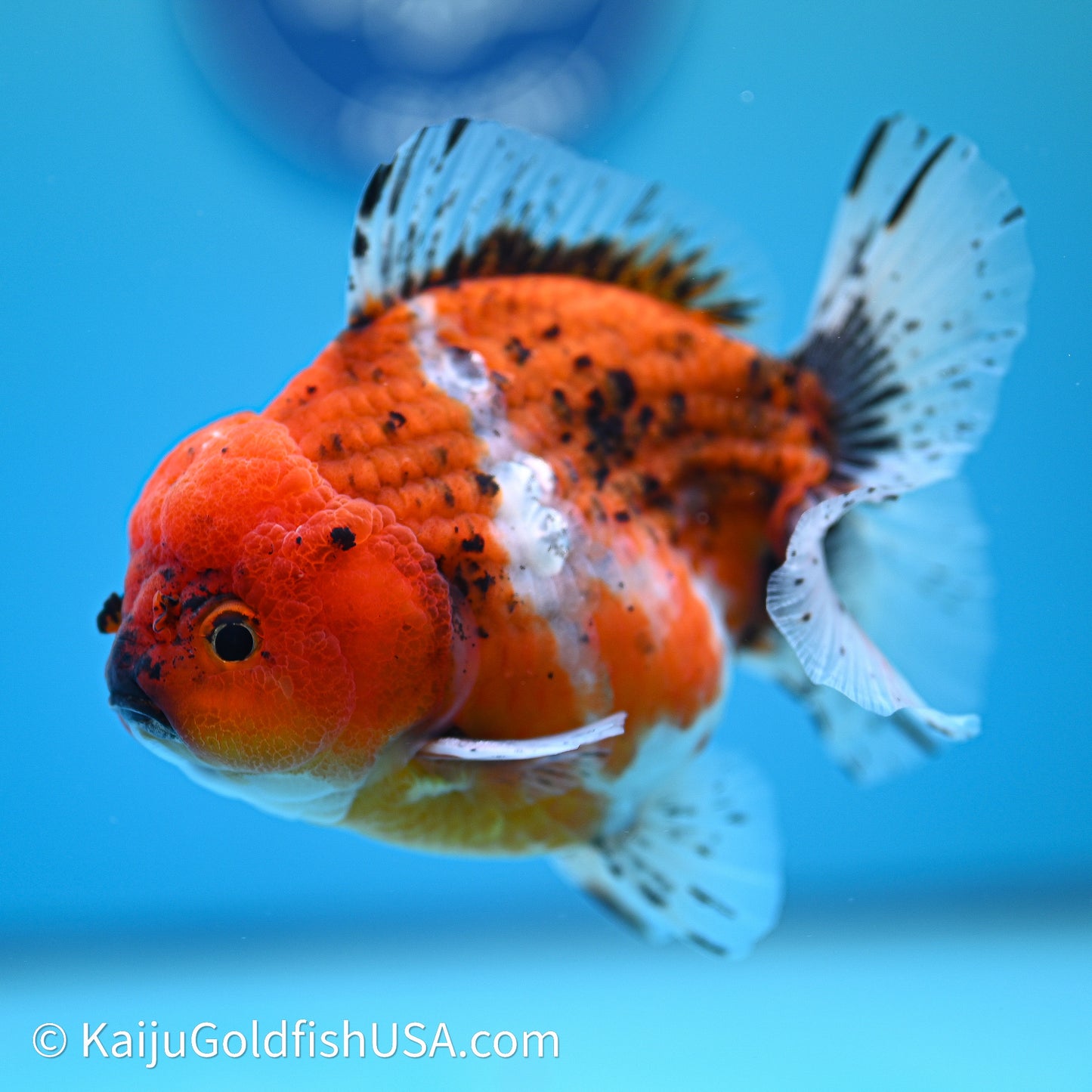 Shogun Godzilla Oranda 4in Body (240614_OR19) - Kaiju Goldfish USA