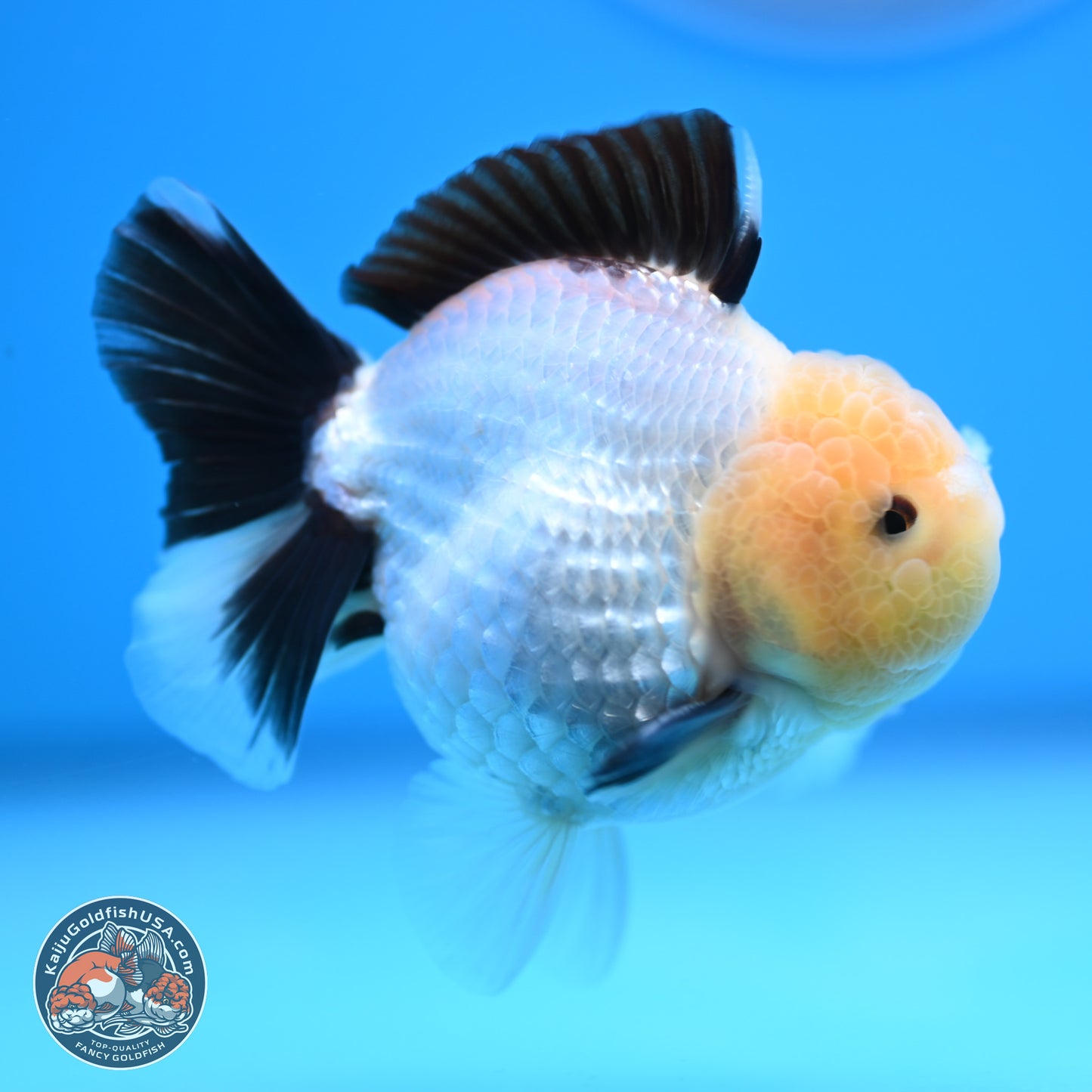 Panda Oranda 3.25 inches Body - Male (241227_OR19) - Kaiju Goldfish USA