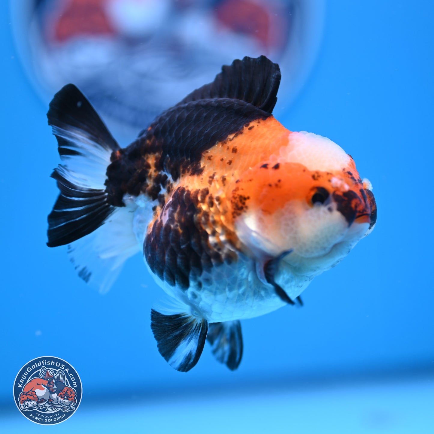 Tricolor Jade Seal YuanBao Oranda 3.5in Body (240816_OR19) - Kaiju Goldfish USA