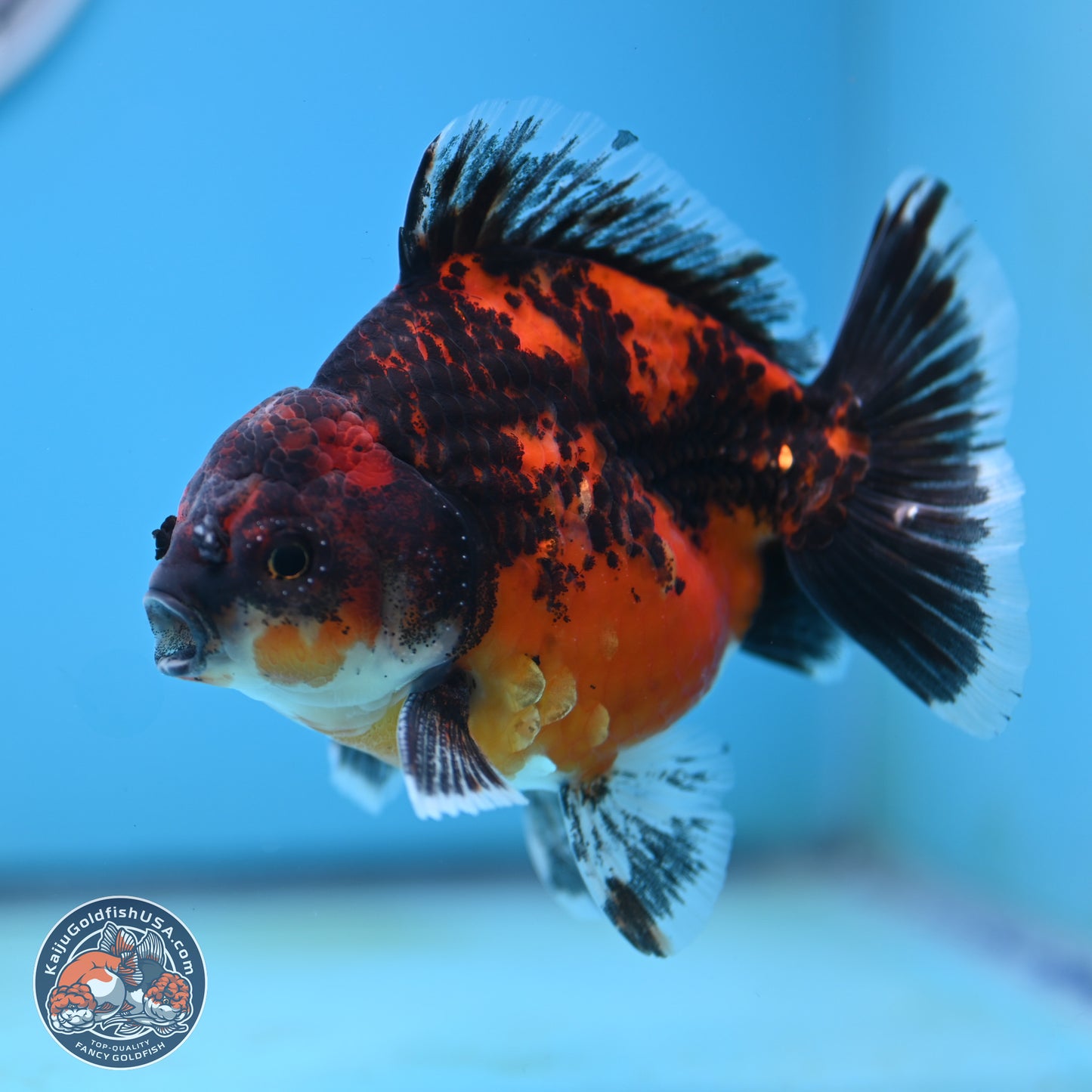 Shogun Red Kirin Oranda 4 inches Body - Male (250131_OR19)