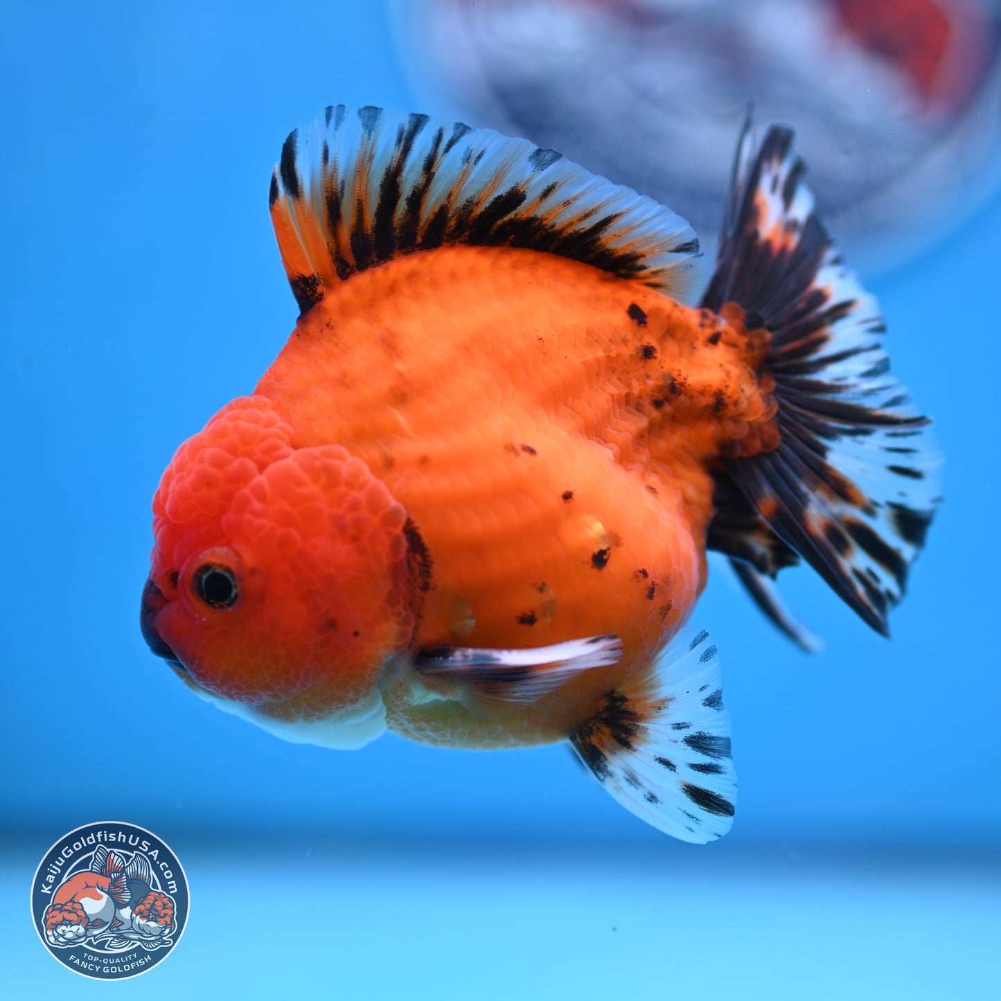 Shogun Tiger Oranda 3.5 inches Body - Male (250207_OR19)