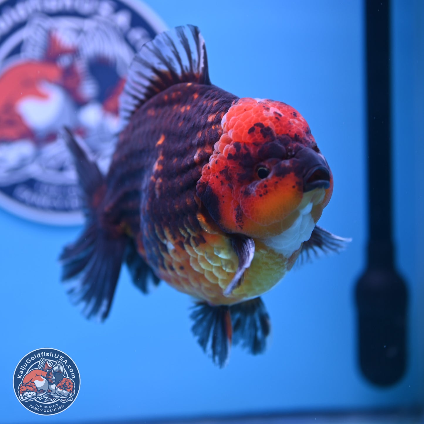 Jumbo Shogun Godzilla Red Kirin Oranda 6-7 inches (241004_OR19) - Kaiju Goldfish USA