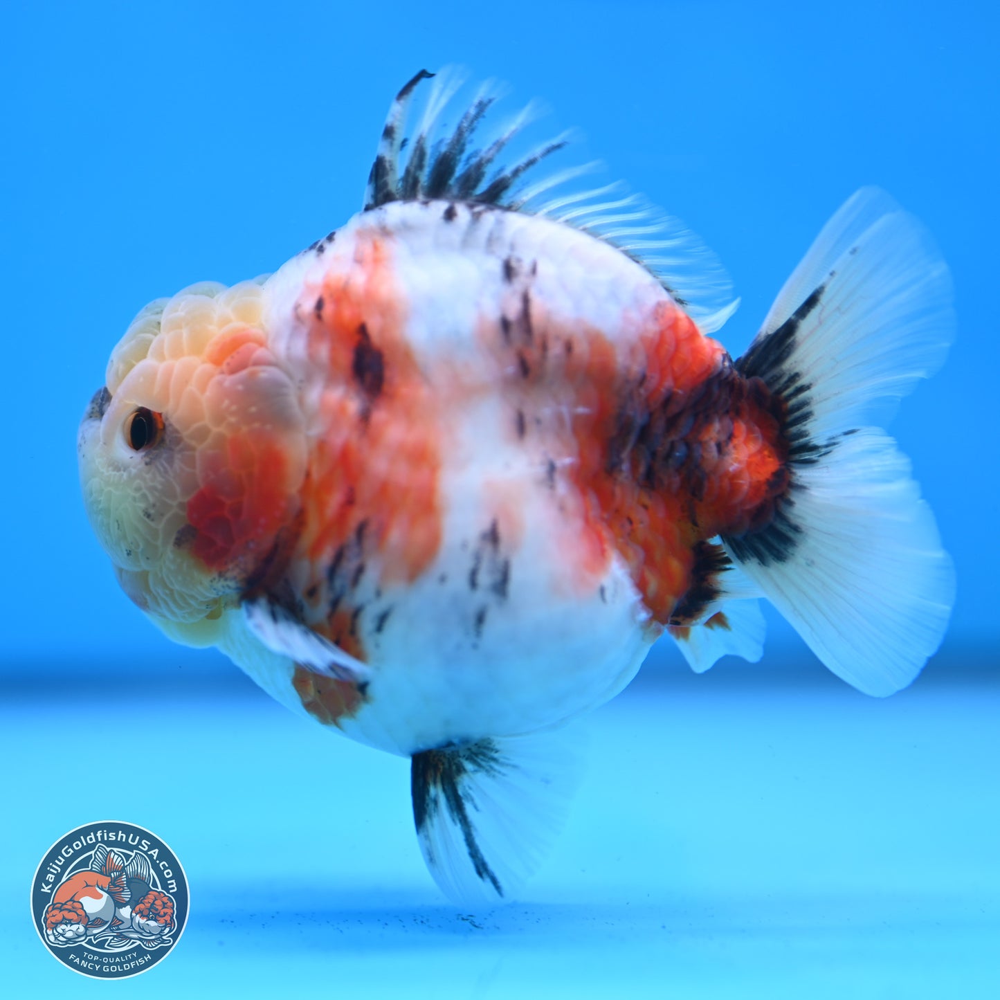 Tricolor Sakura YuanBao Oranda 3 inches Body - Male (250307_OR19)