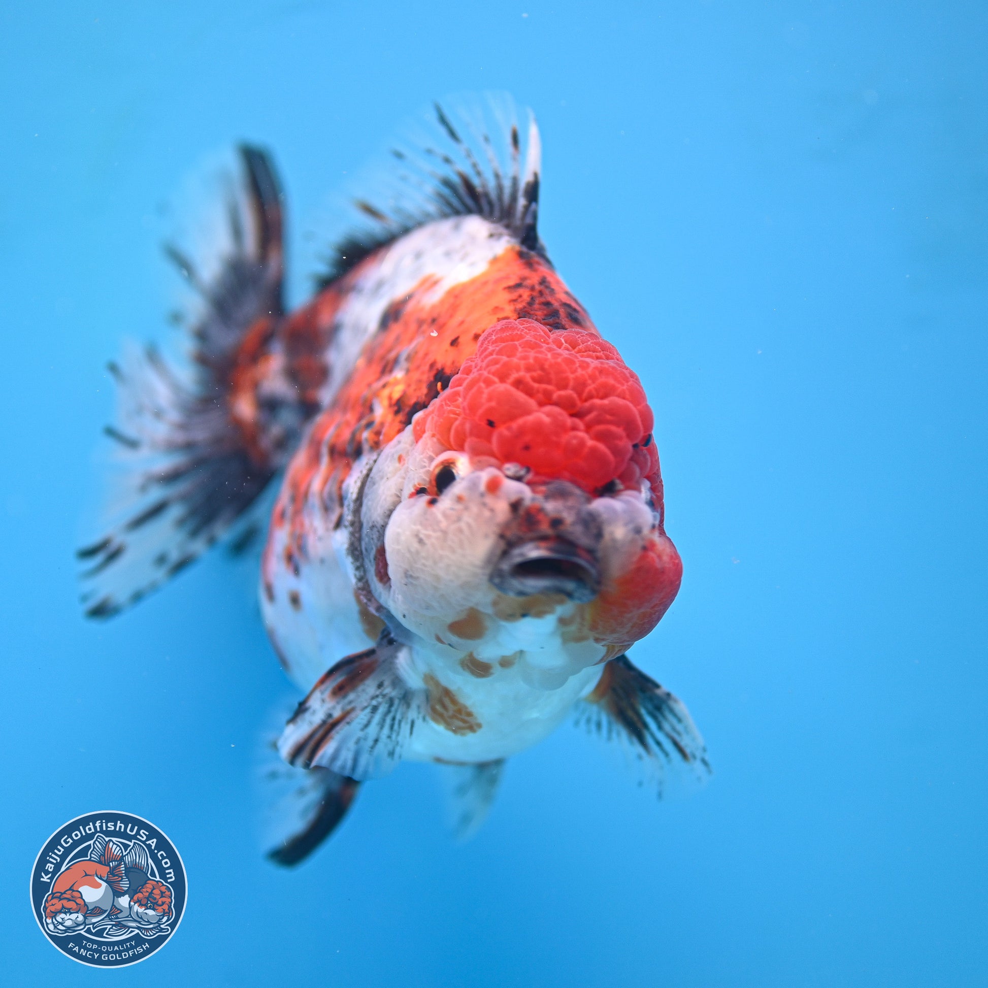 Jumbo Shogun Godzilla Oranda 6.5 inches - Male (241115_OR19) - Kaiju Goldfish USA