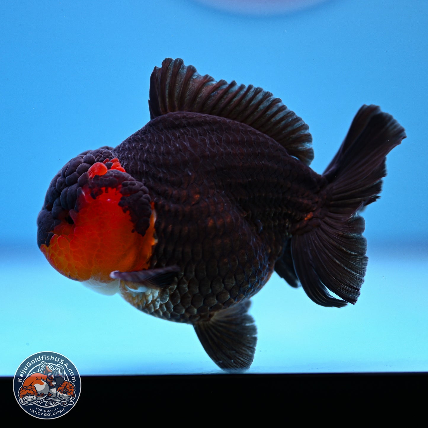 Tricolor Oranda 3.5-4.5 inches (240913_OR19) - Kaiju Goldfish USA