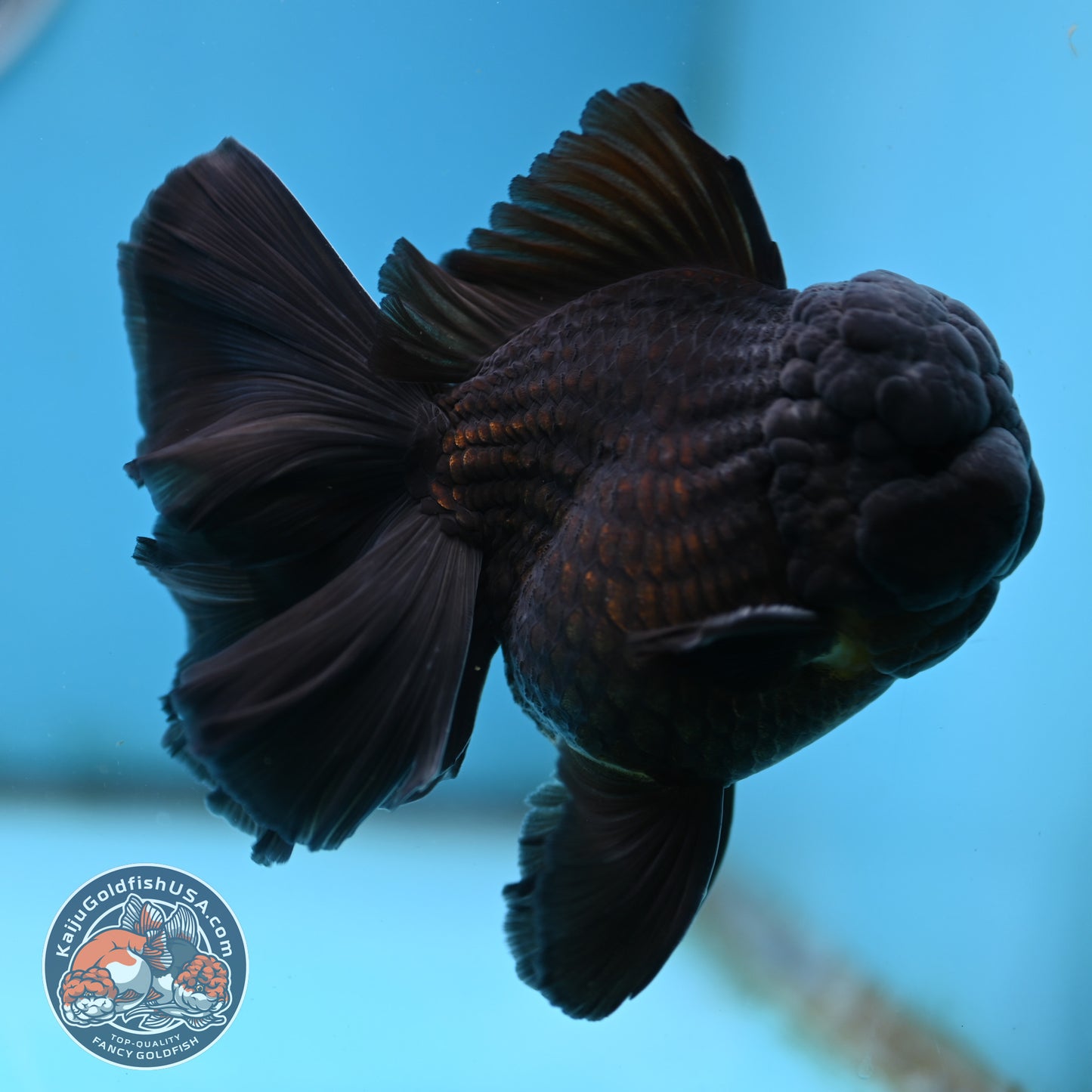 Jet Black Orchid Tail Oranda 4 inches Body - Male (250418_OR19)