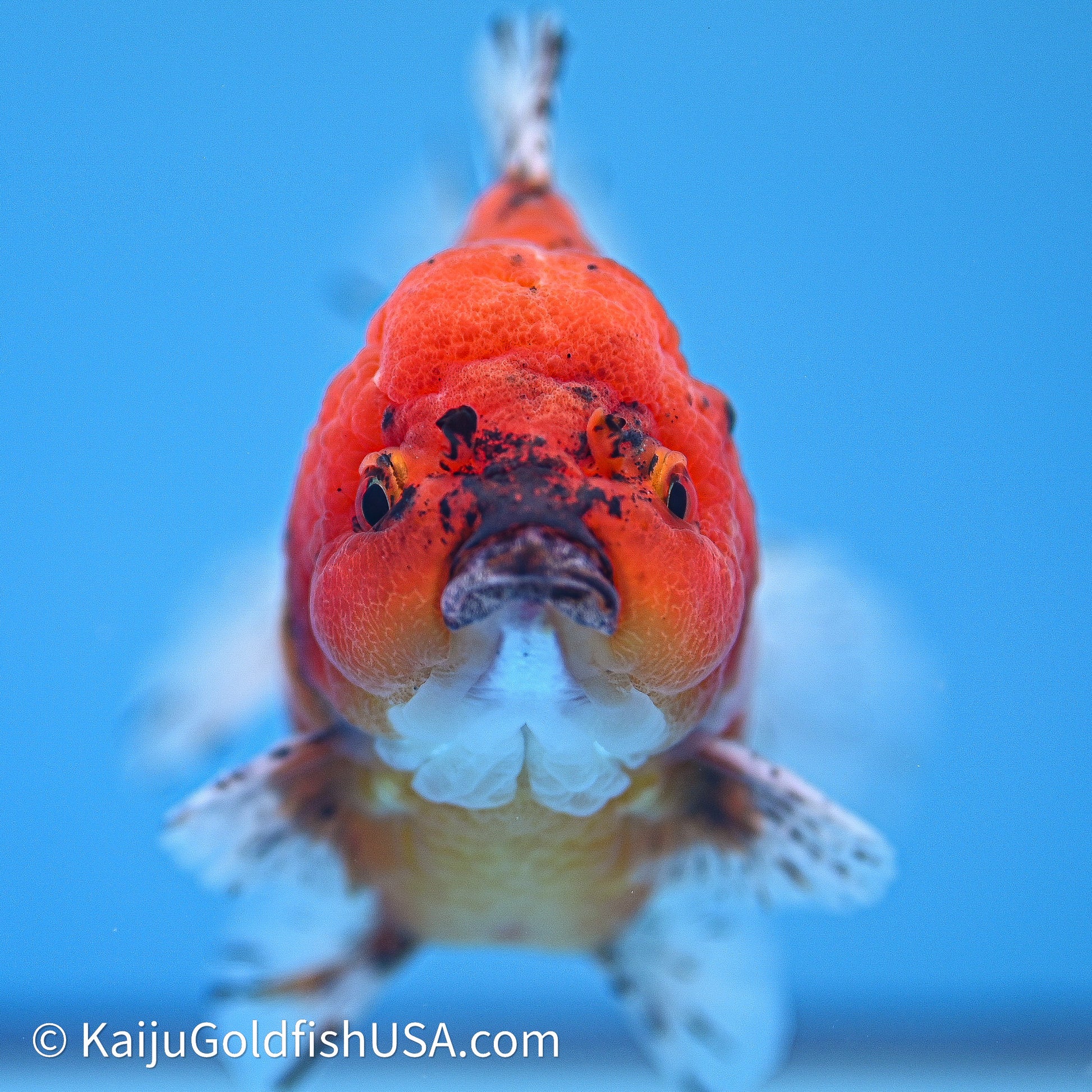 Shogun Godzilla Oranda 4in Body (240614_OR19) - Kaiju Goldfish USA