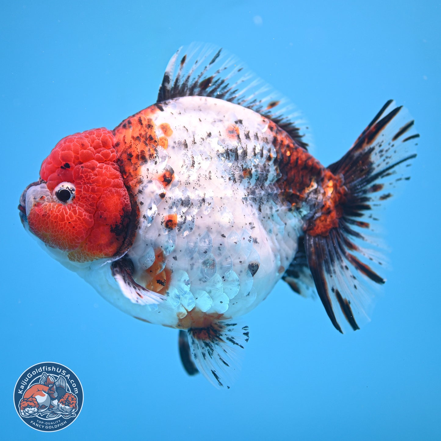 Jumbo Shogun Godzilla Oranda 6.5 inches - Male (241115_OR19) - Kaiju Goldfish USA