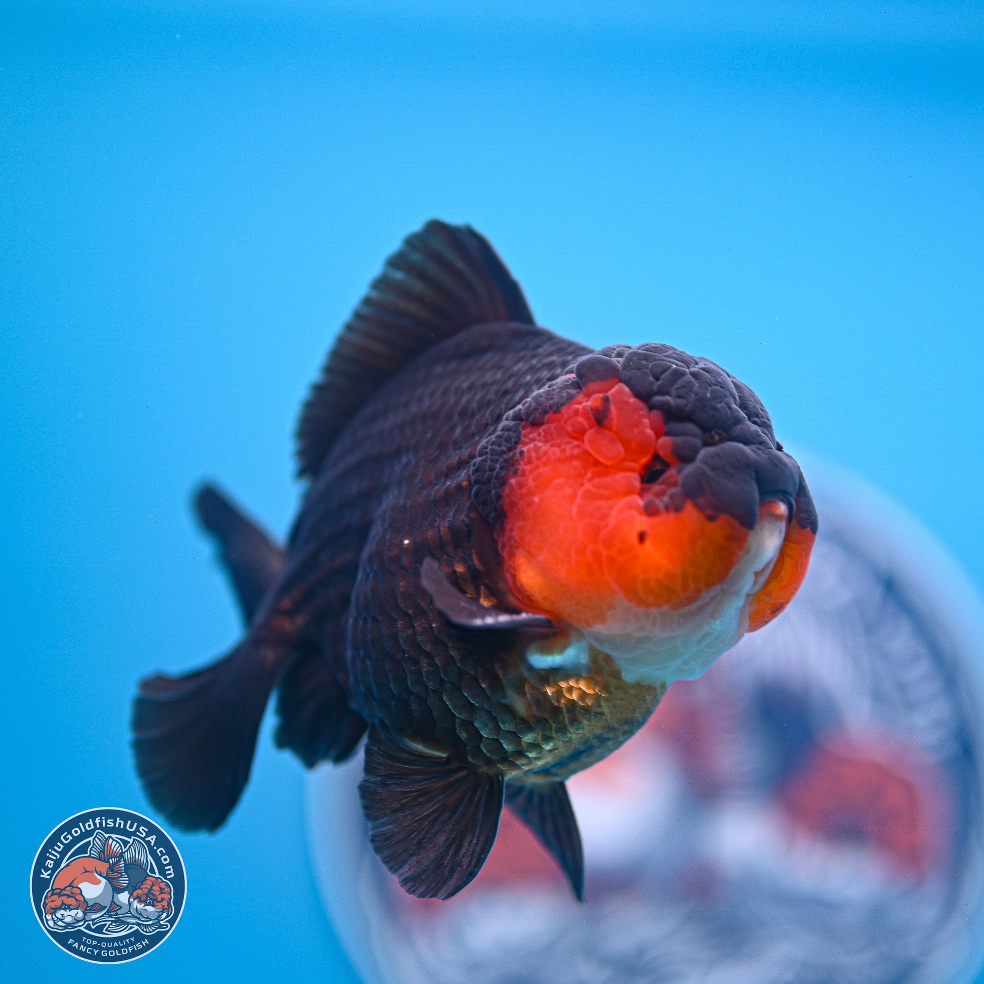 Tricolor Oranda 3.5-4.5 inches (240913_OR19) - Kaiju Goldfish USA