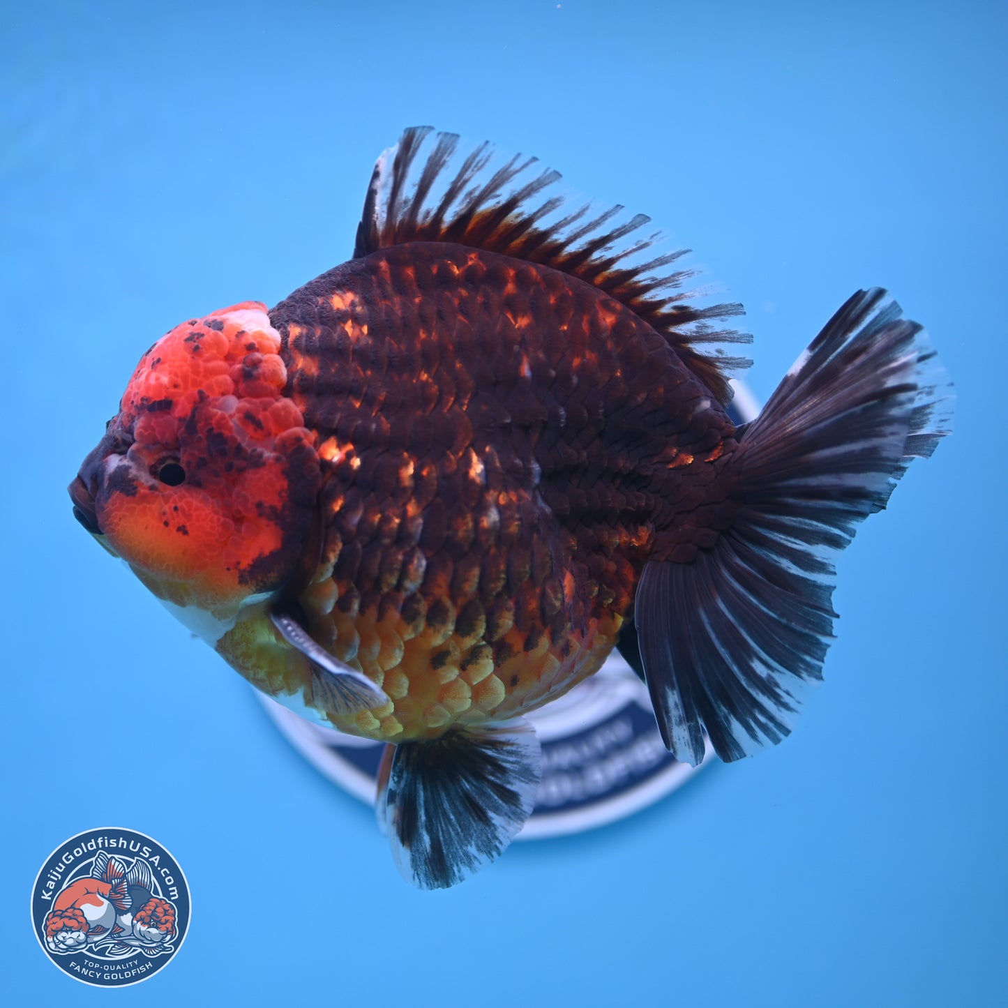 Jumbo Shogun Godzilla Red Kirin Oranda 6-7 inches (241004_OR19) - Kaiju Goldfish USA