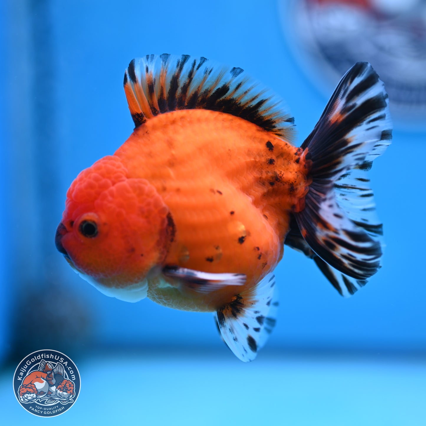 Shogun Tiger Oranda 3.5 inches Body - Male (250207_OR19)