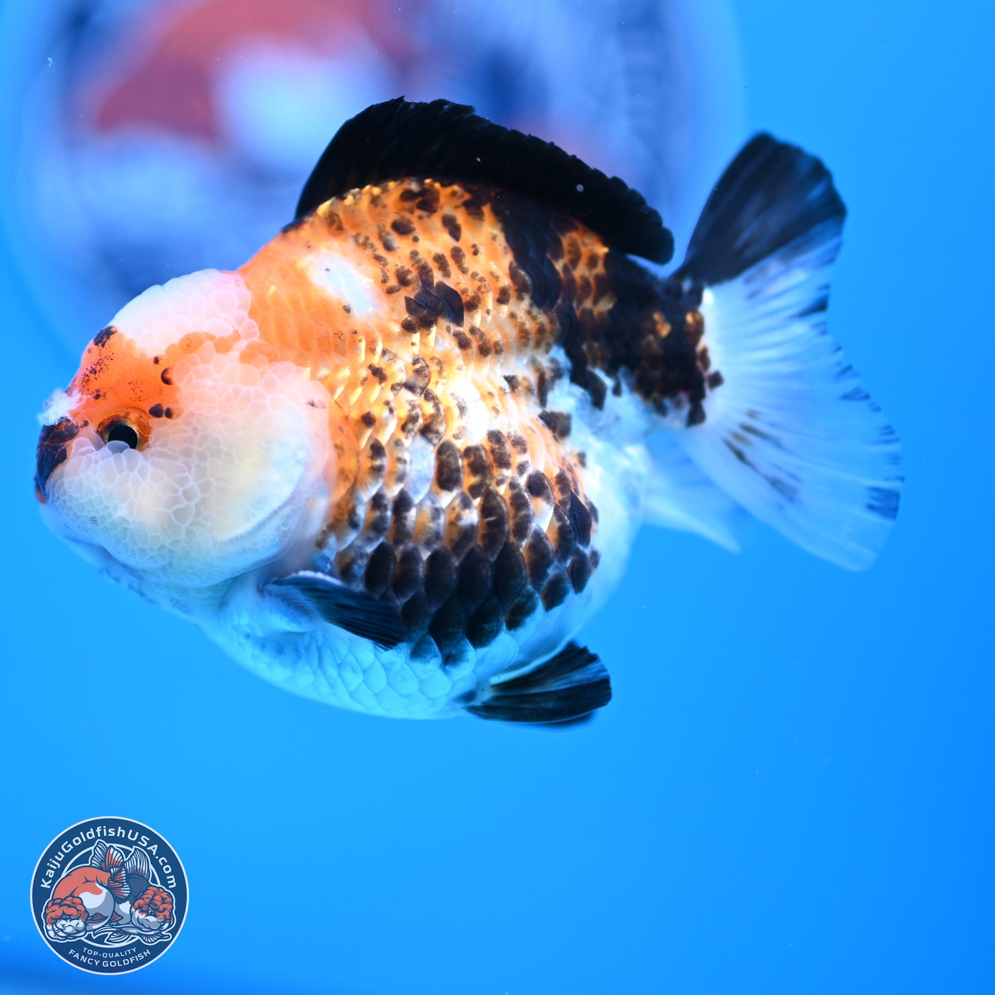 Tricolor Jade Seal YuanBao Oranda 3.5in Body (240816_OR19) - Kaiju Goldfish USA