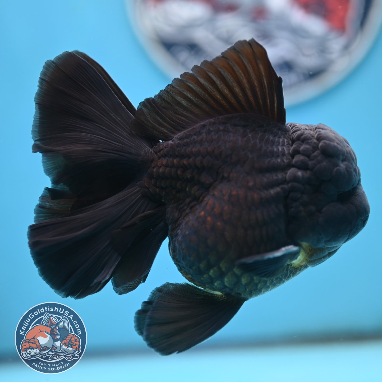 Jet Black Orchid Tail Oranda 4 inches Body - Male (250418_OR19)