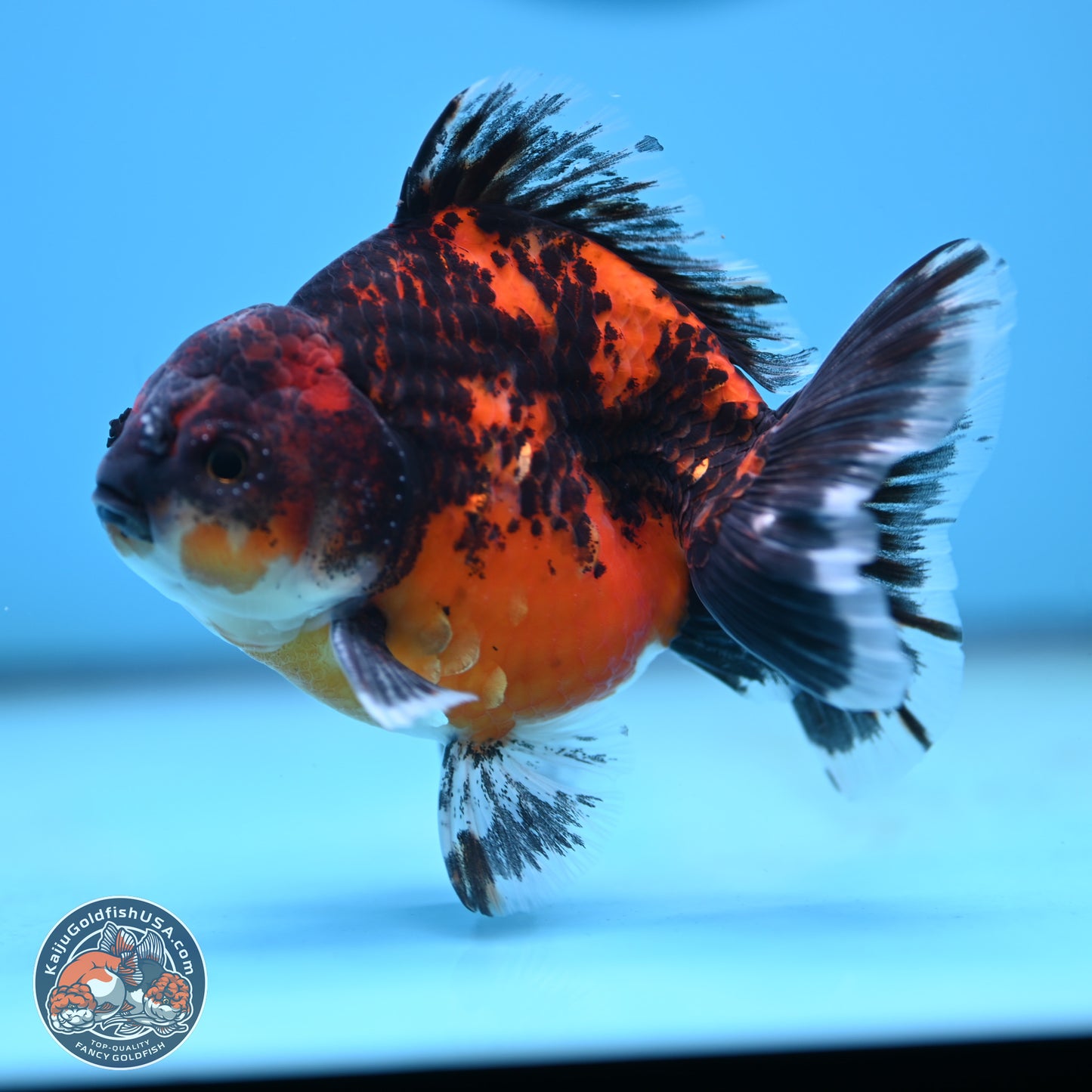 Shogun Red Kirin Oranda 4 inches Body - Male (250131_OR19)