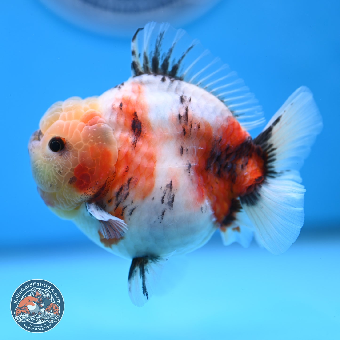 Tricolor Sakura YuanBao Oranda 3 inches Body - Male (250307_OR19)