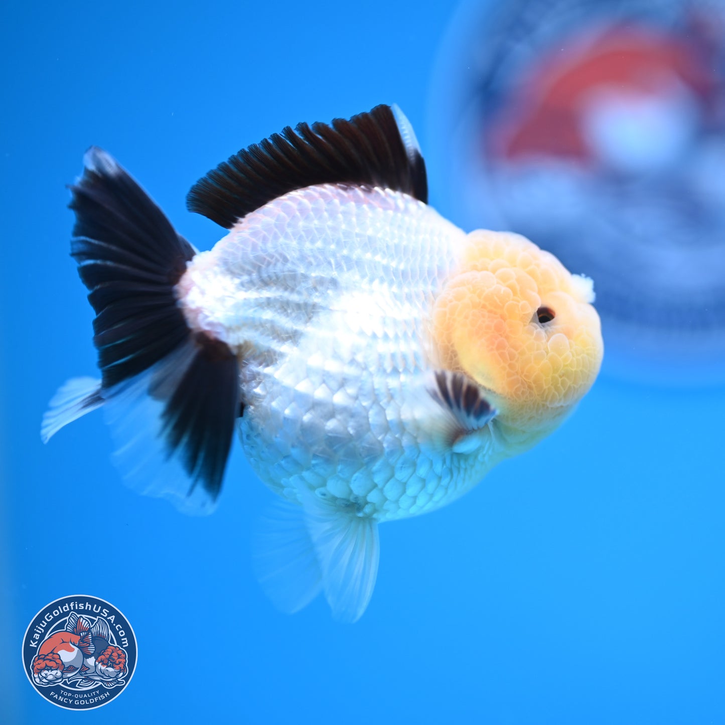 Panda Oranda 3.25 inches Body - Male (241227_OR19) - Kaiju Goldfish USA