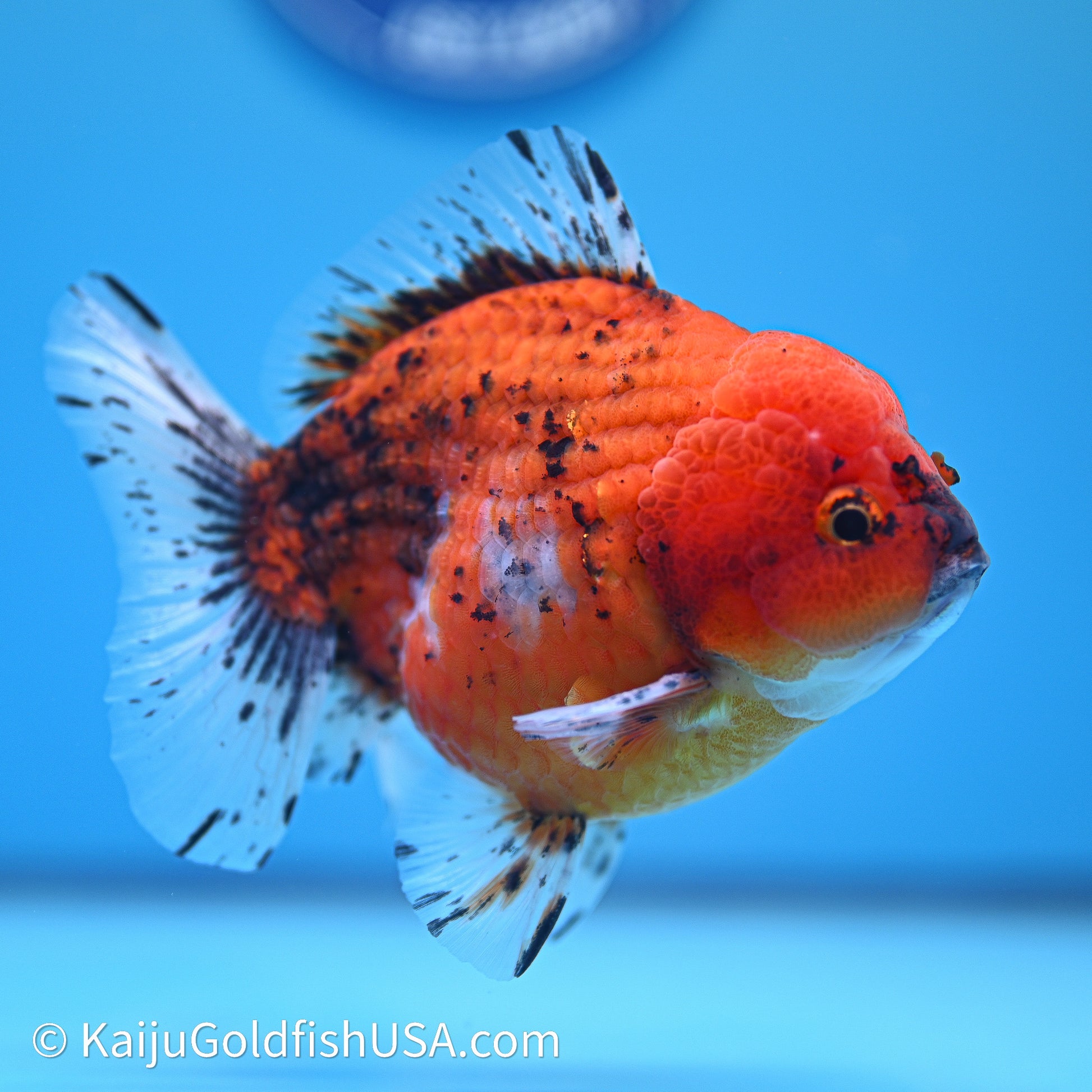 Shogun Godzilla Oranda 4in Body (240614_OR19) - Kaiju Goldfish USA