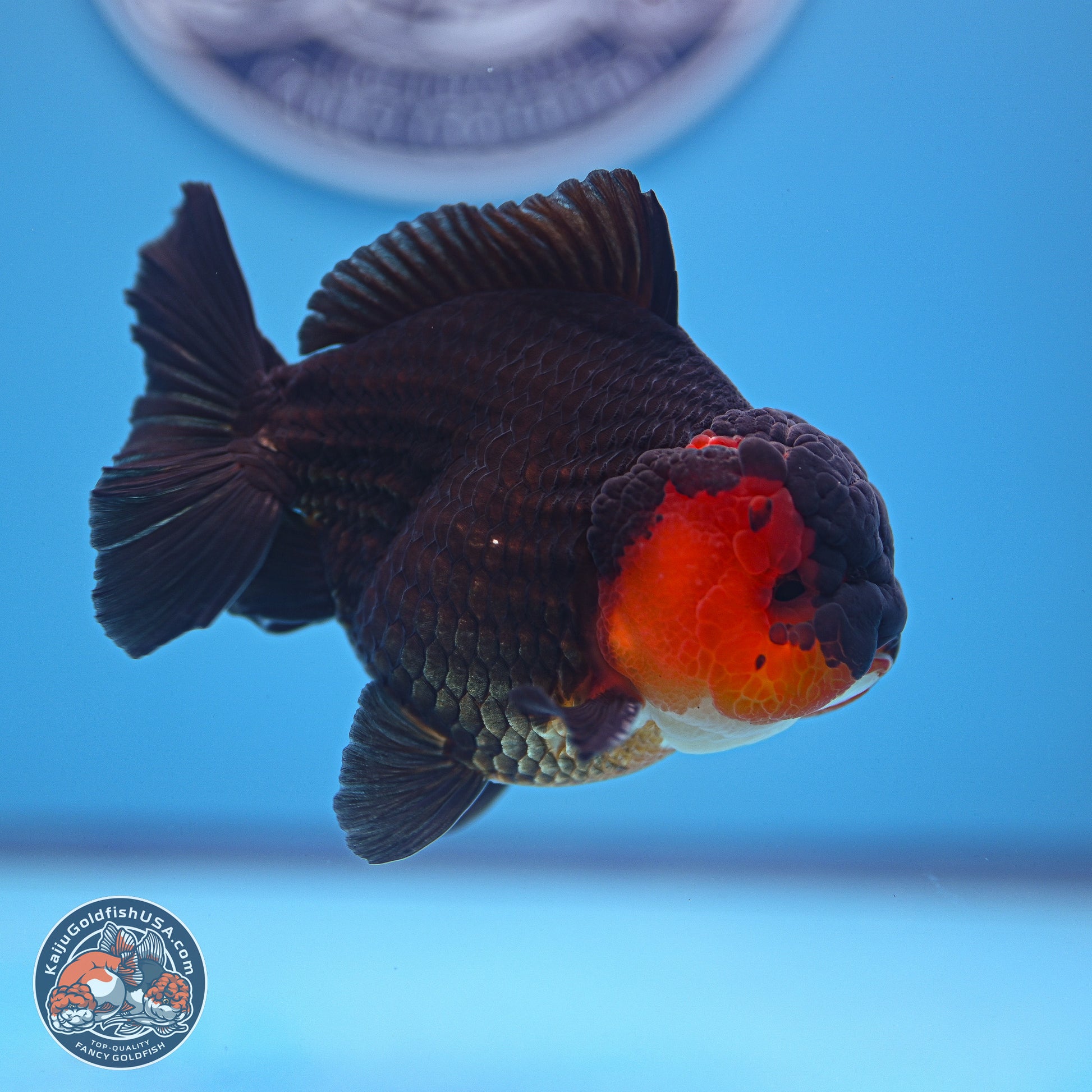 Tricolor Oranda 3.5-4.5 inches (240913_OR19) - Kaiju Goldfish USA