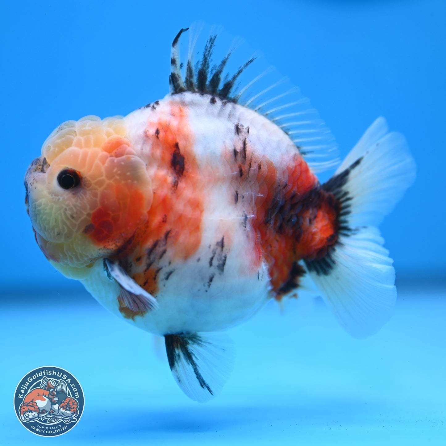 Tricolor Sakura YuanBao Oranda 3 inches Body - Male (250307_OR19)
