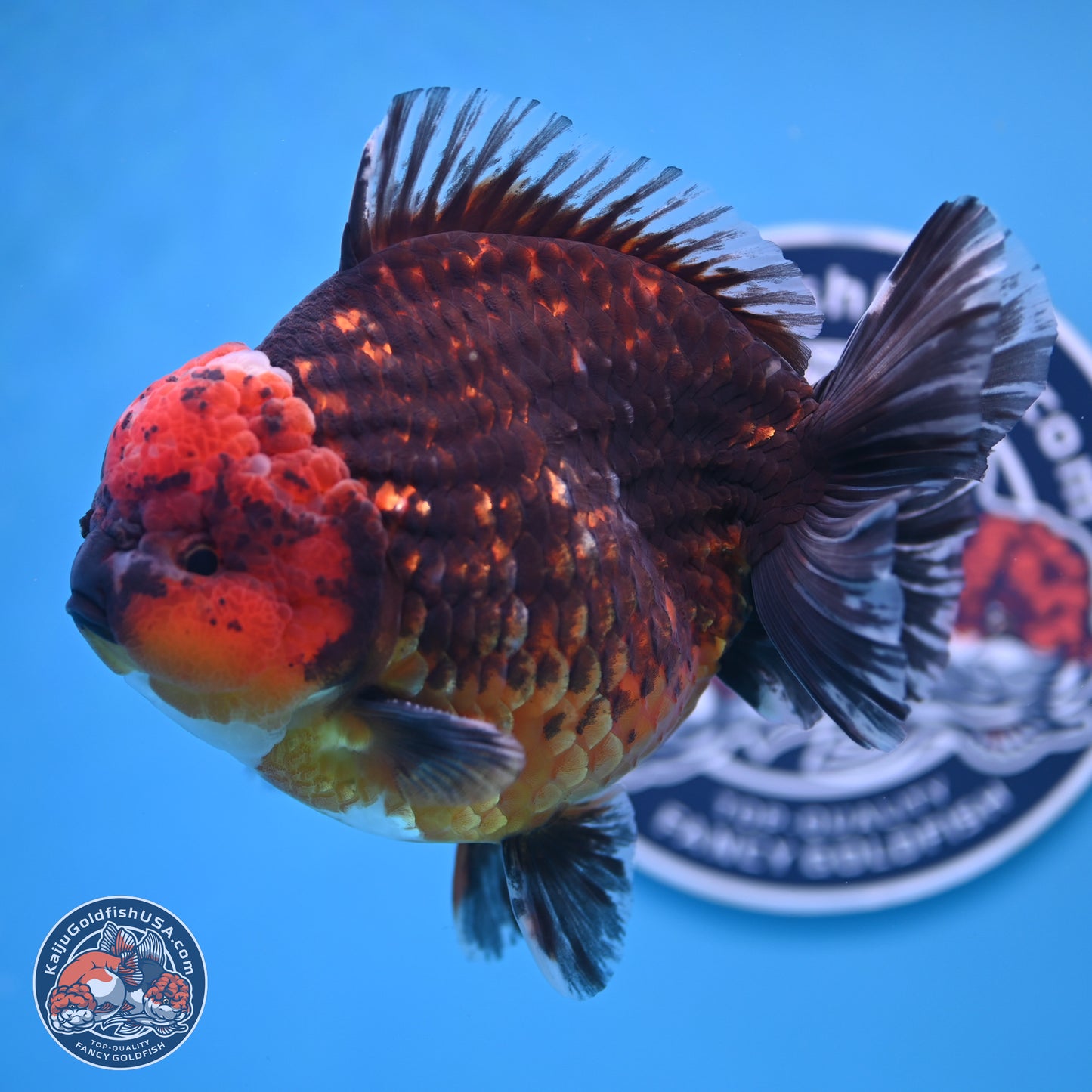 Jumbo Shogun Godzilla Red Kirin Oranda 6-7 inches (241004_OR19) - Kaiju Goldfish USA