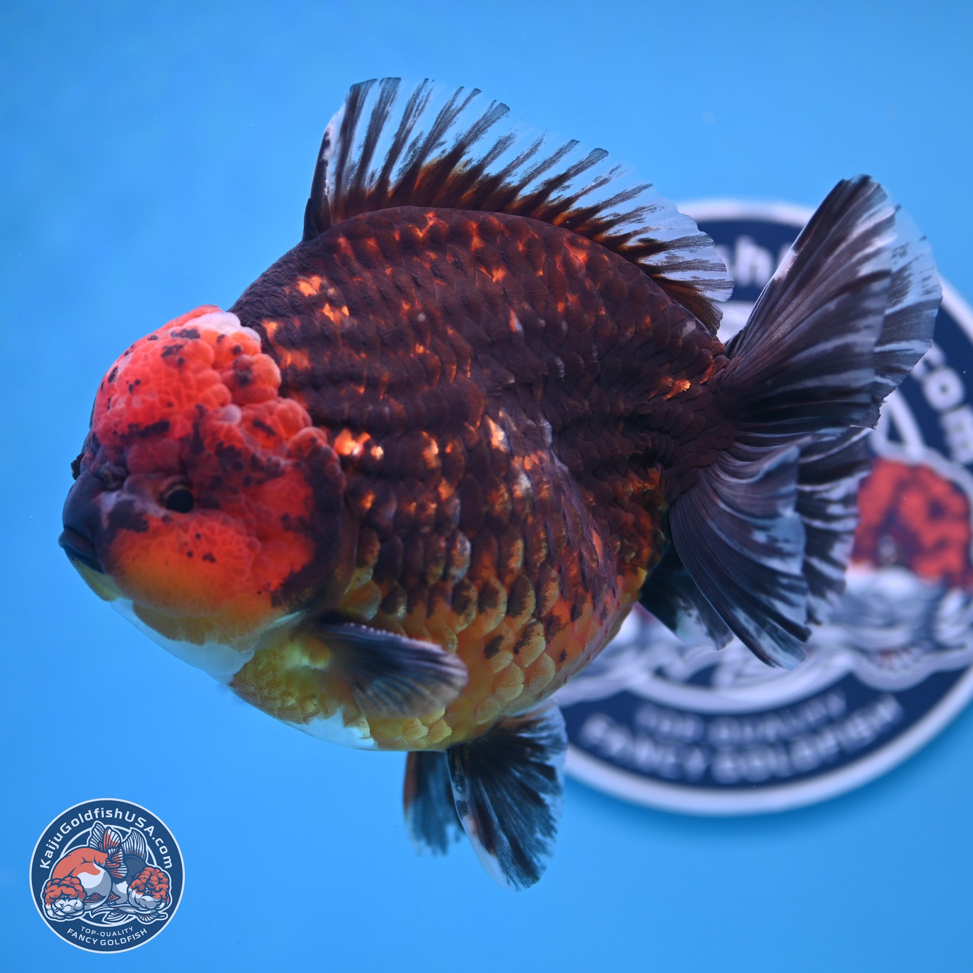 Jumbo Shogun Godzilla Red Kirin Oranda 6-7 inches (241004_OR19) - Kaiju Goldfish USA