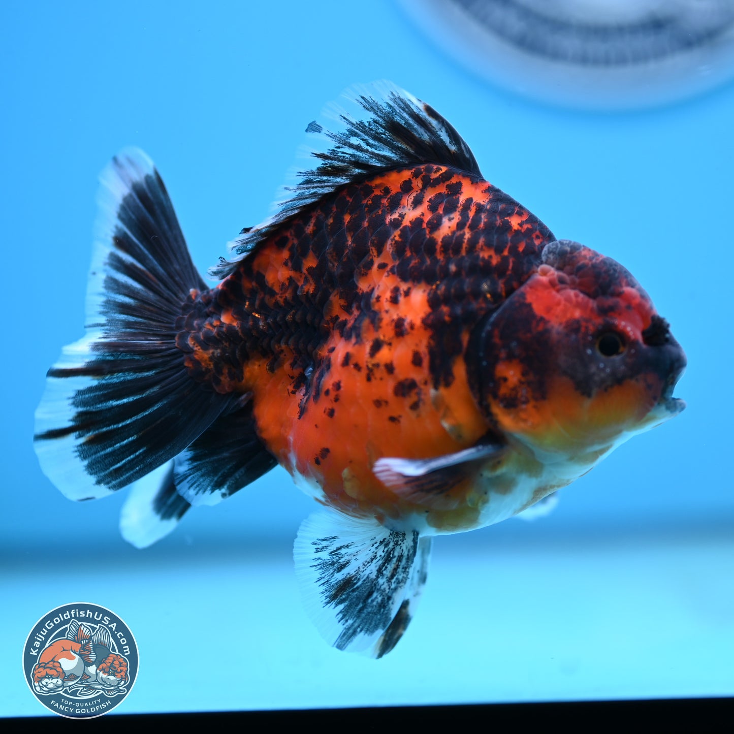 Shogun Red Kirin Oranda 4 inches Body - Male (250131_OR19)