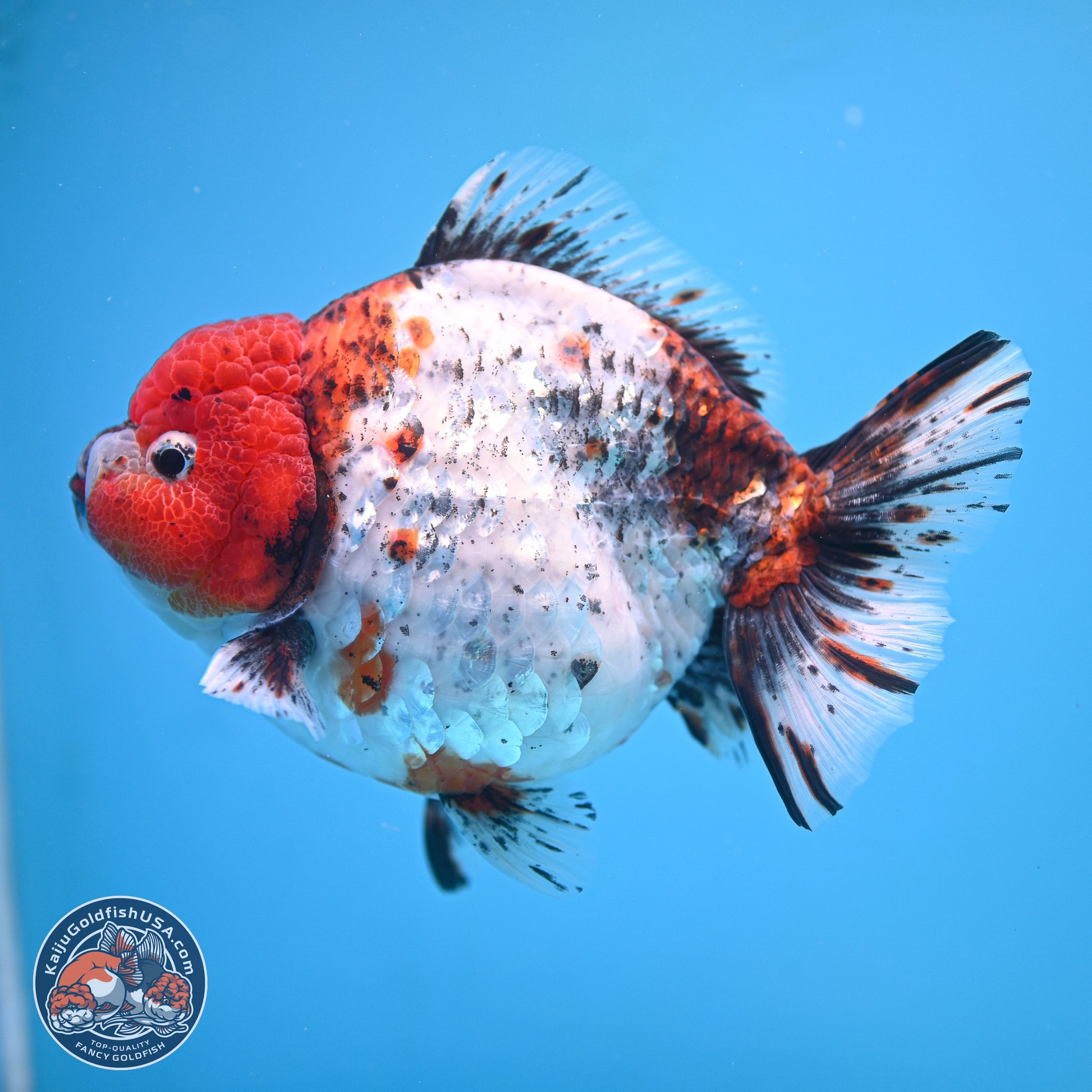 Jumbo Shogun Godzilla Oranda 6.5 inches - Male (241115_OR19) - Kaiju Goldfish USA