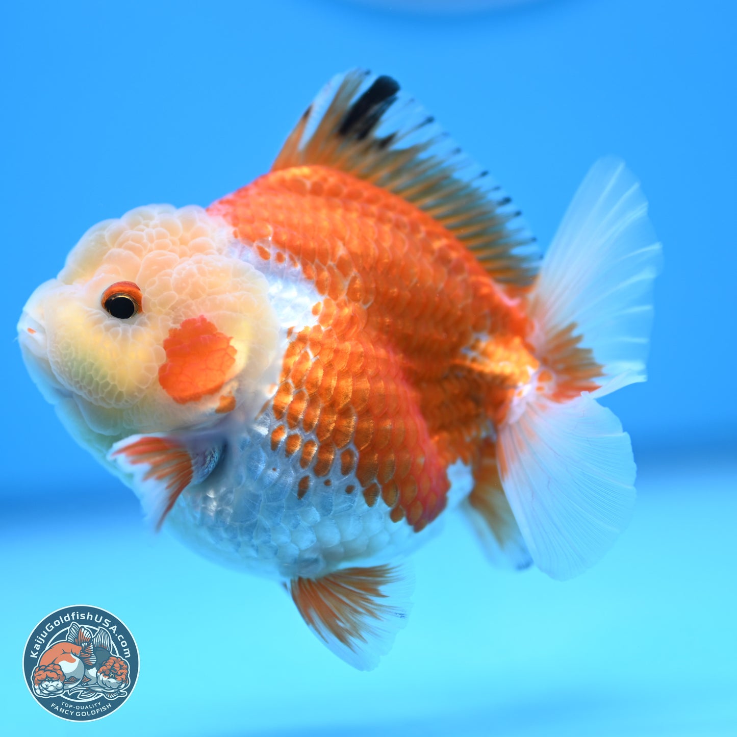 Red White YuanBao Oranda 4 inches (241018_OR19)