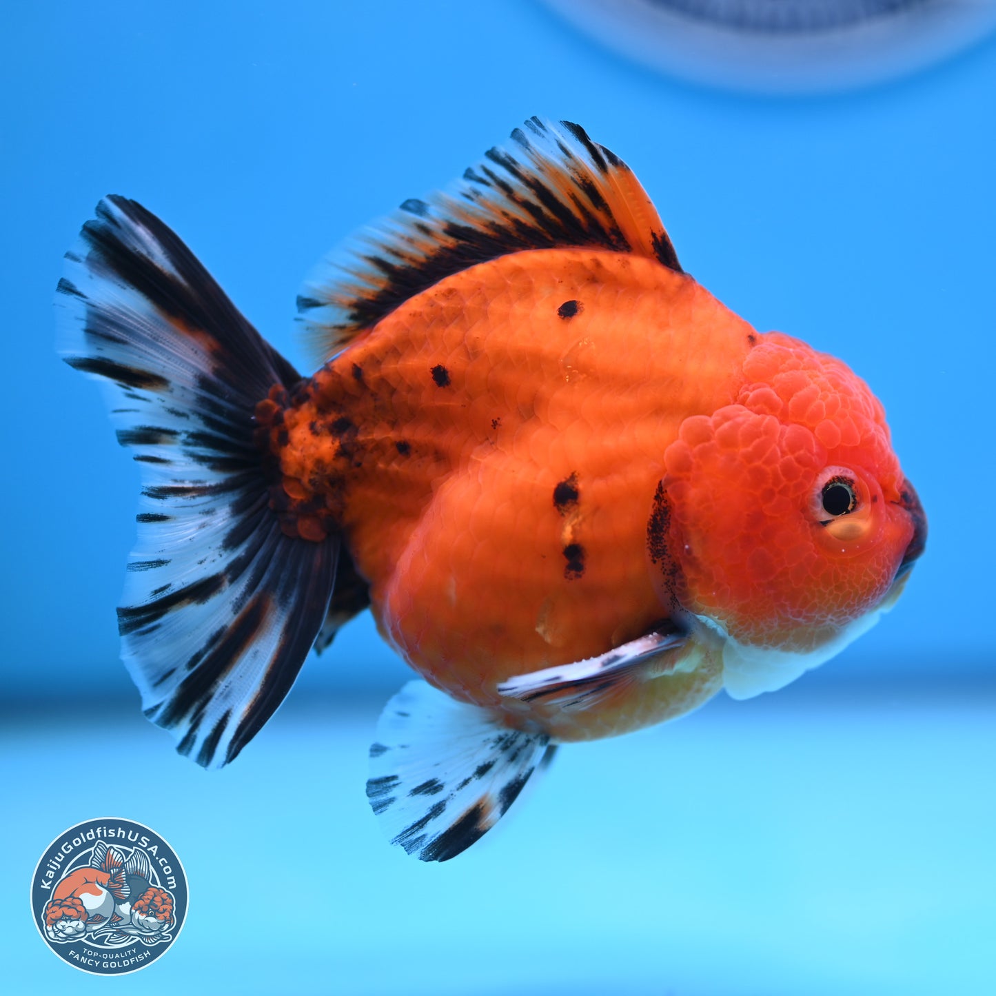 Shogun Tiger Oranda 3.5 inches Body - Male (250207_OR19)