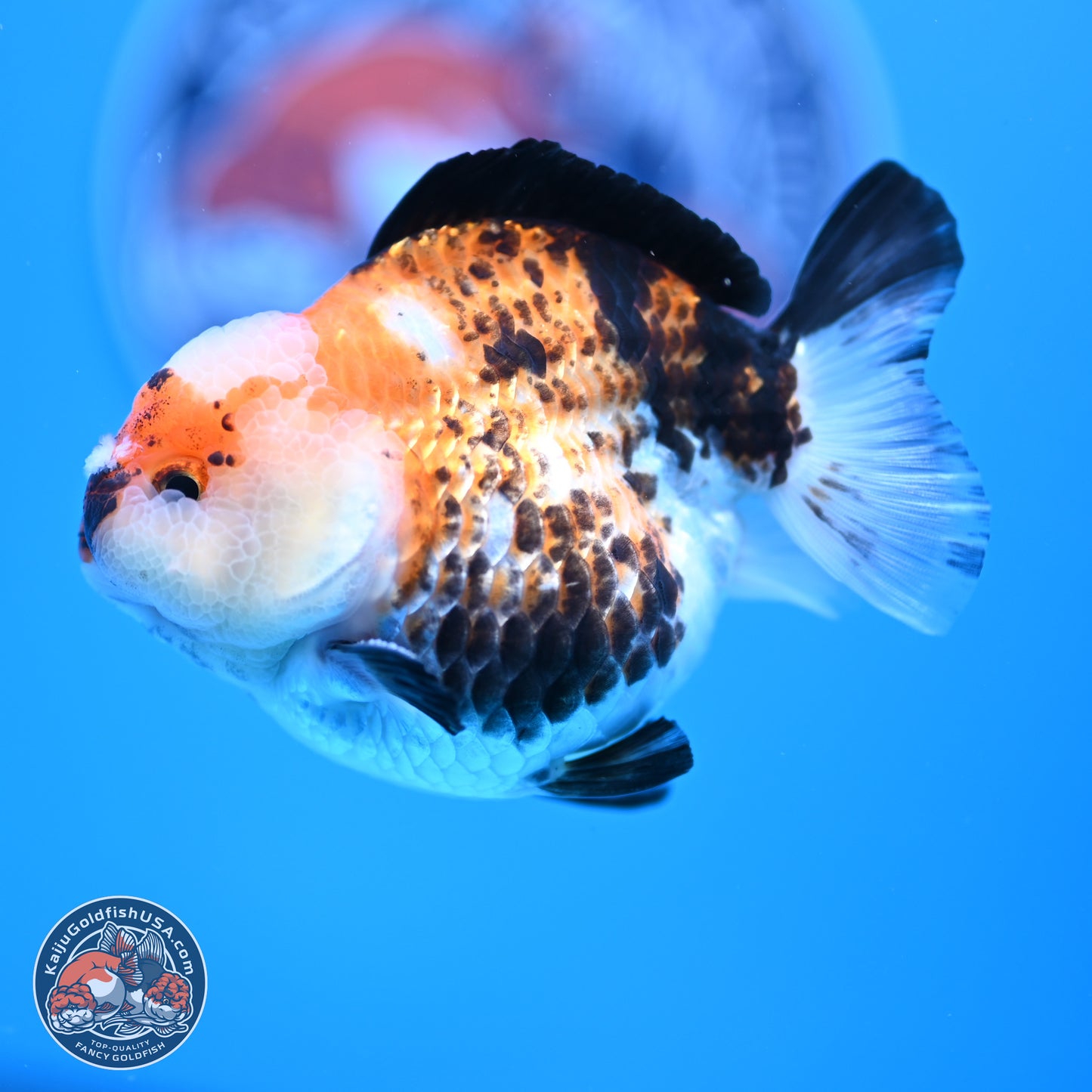 Tricolor Jade Seal YuanBao Oranda 3.5in Body (240816_OR19) - Kaiju Goldfish USA