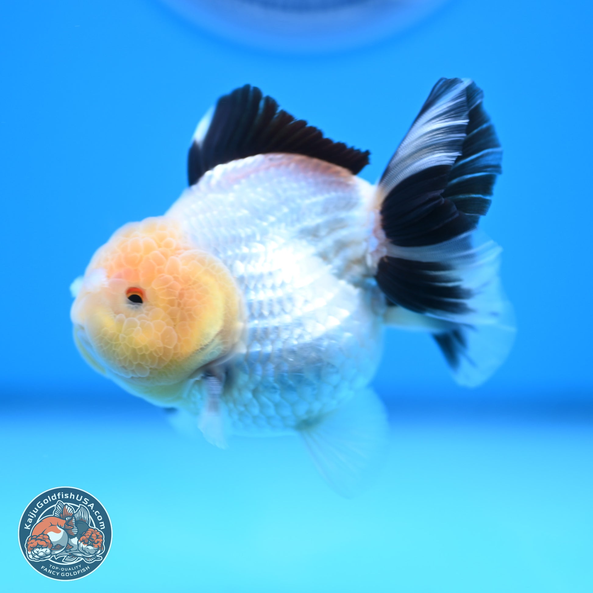 Panda Oranda 3.25 inches Body - Male (241227_OR19) - Kaiju Goldfish USA