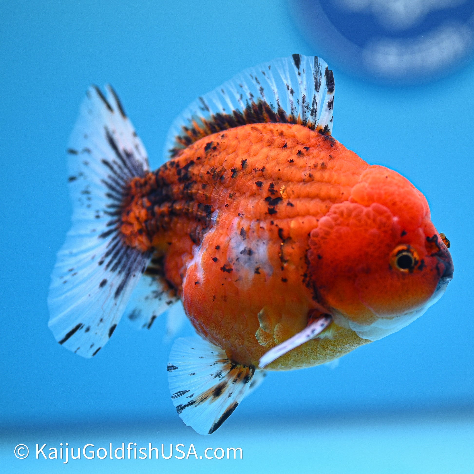 Shogun Godzilla Oranda 4in Body (240614_OR19) - Kaiju Goldfish USA