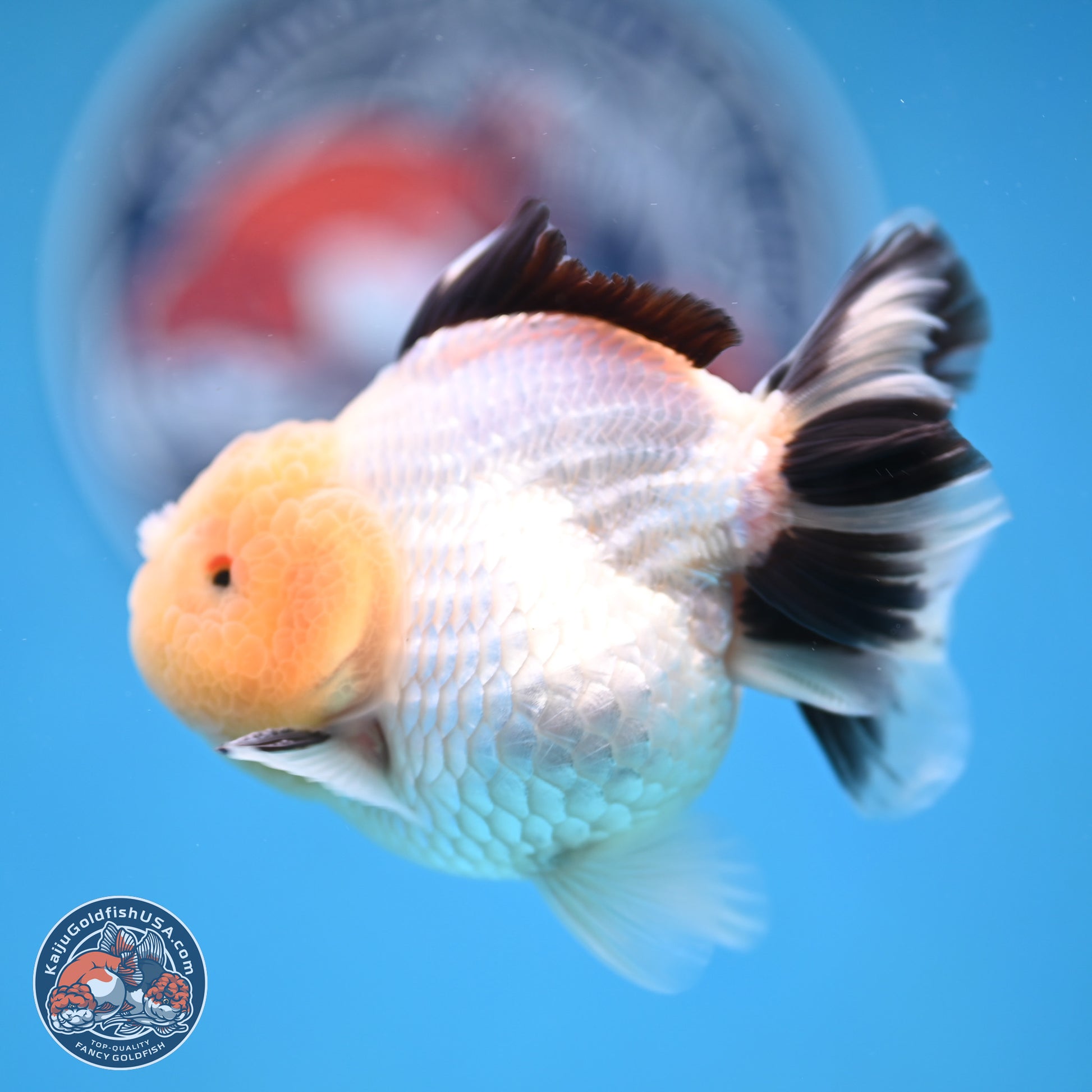 Panda Oranda 3.25 inches Body - Male (241227_OR19) - Kaiju Goldfish USA