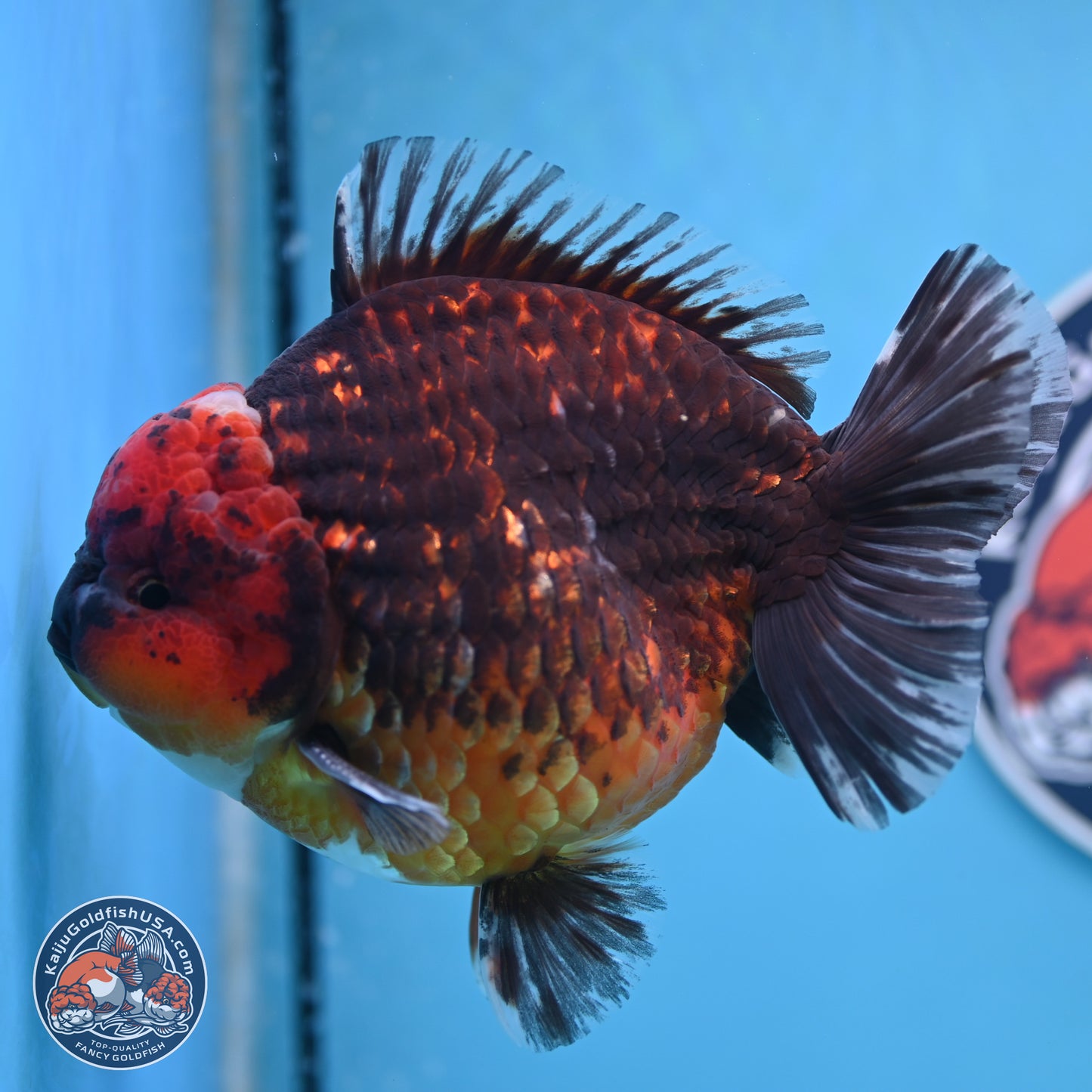 Jumbo Shogun Godzilla Red Kirin Oranda 6-7 inches (241004_OR19) - Kaiju Goldfish USA