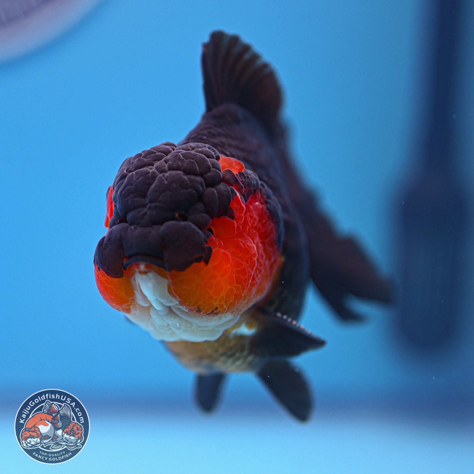 Tricolor Oranda 3.5-4.5 inches (240913_OR19) - Kaiju Goldfish USA